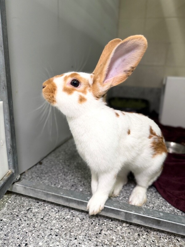 Picture of the Animal Listed