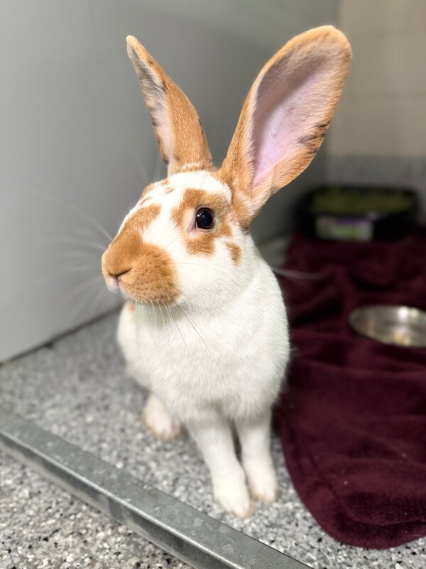 Picture of the Animal Listed