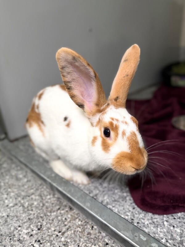 Picture of the Animal Listed