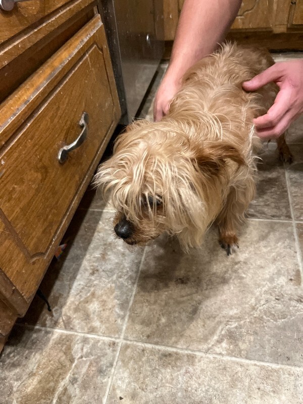 Picture of the Animal Listed