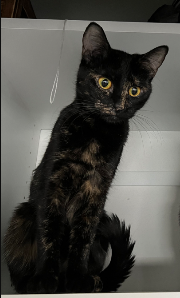 Picture of the Animal Listed