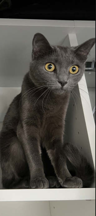 Picture of the Animal Listed