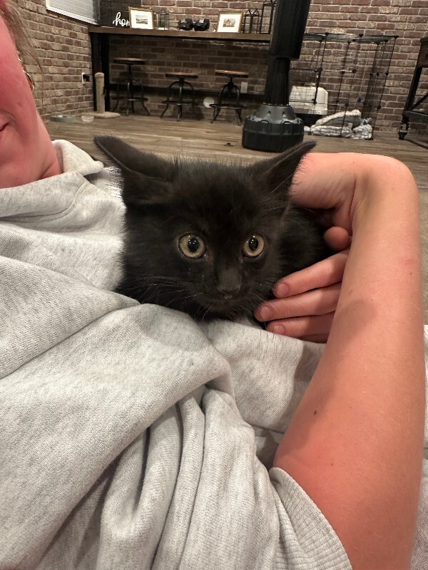 Picture of the Animal Listed