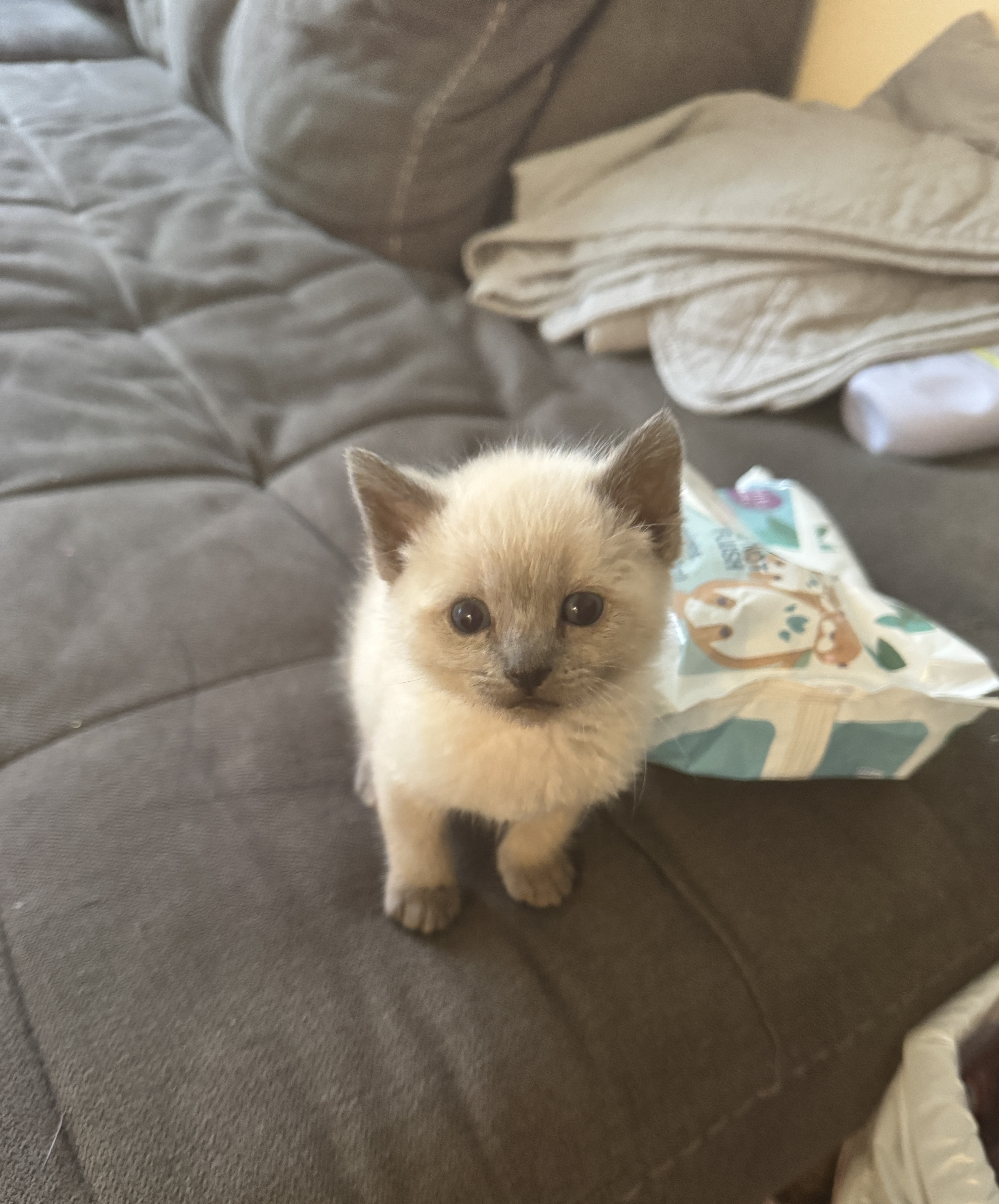 Picture of the Animal Listed