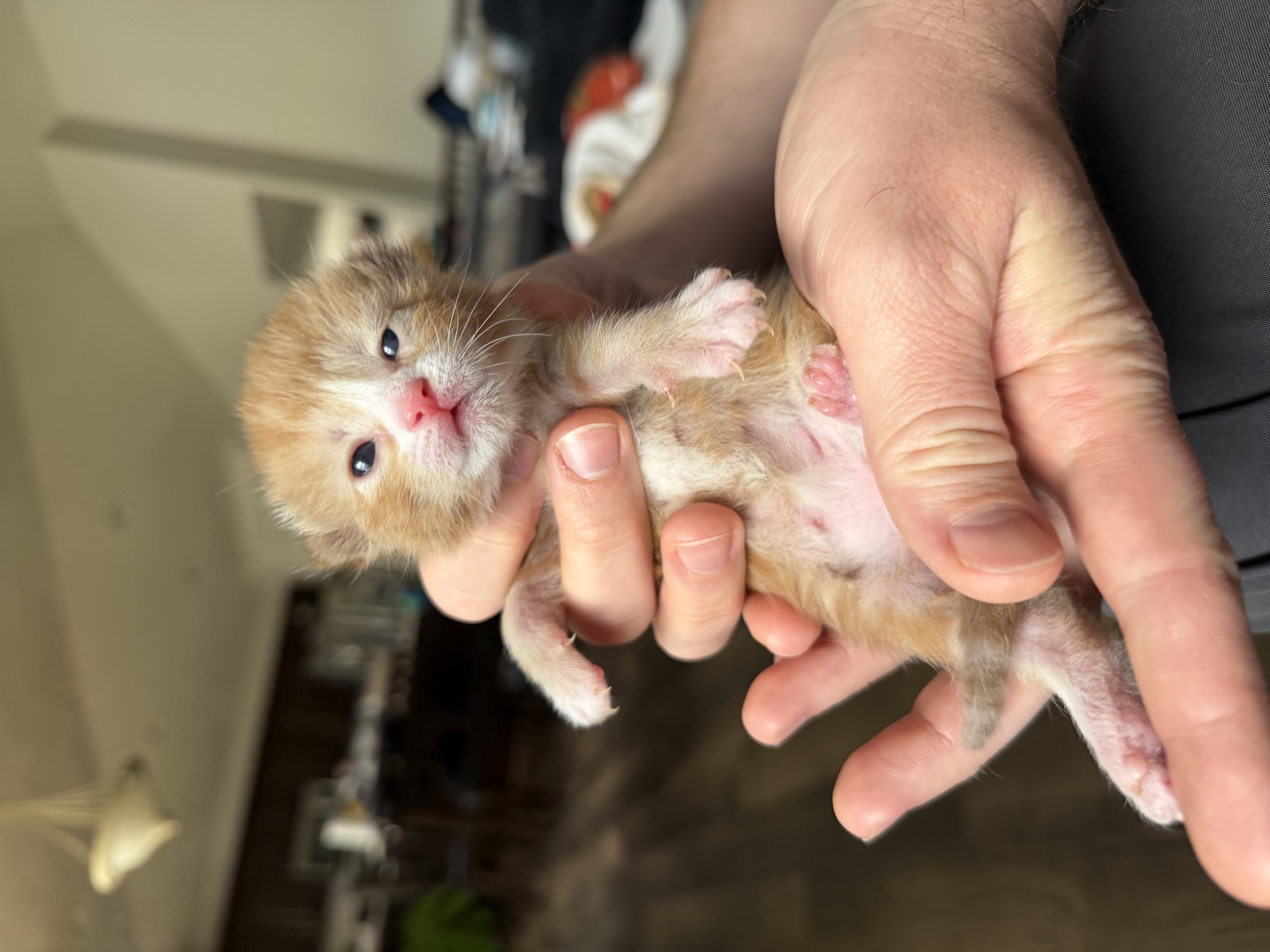 Picture of the Animal Listed