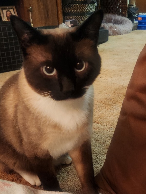 Picture of the Animal Listed