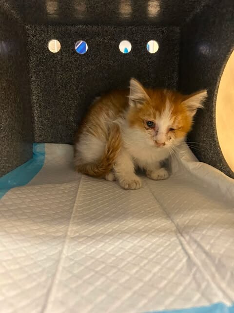 Picture of the Animal Listed