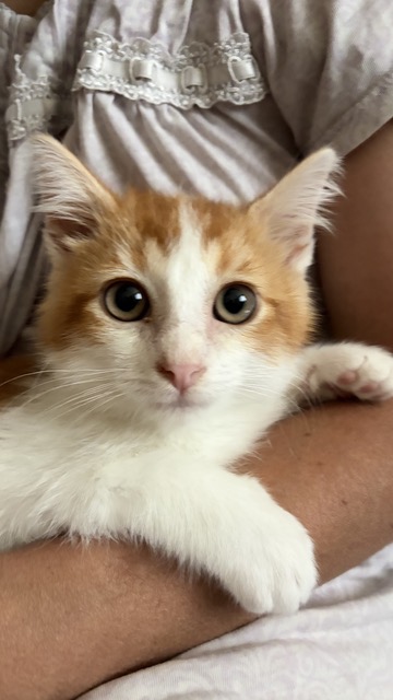 Picture of the Animal Listed