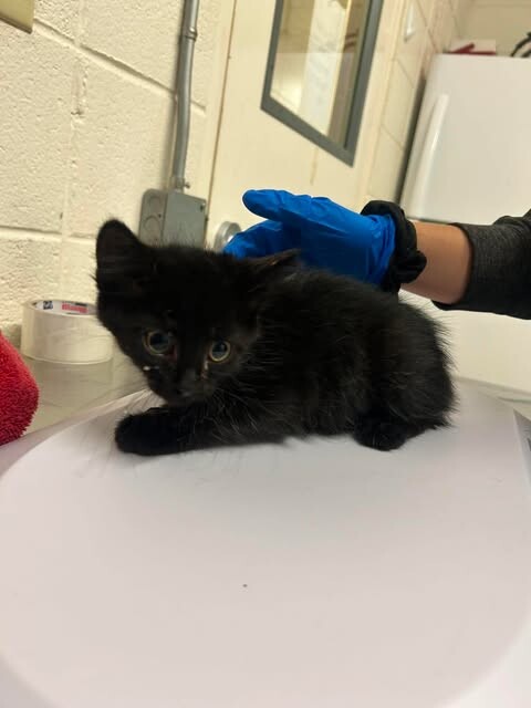 Picture of the Animal Listed