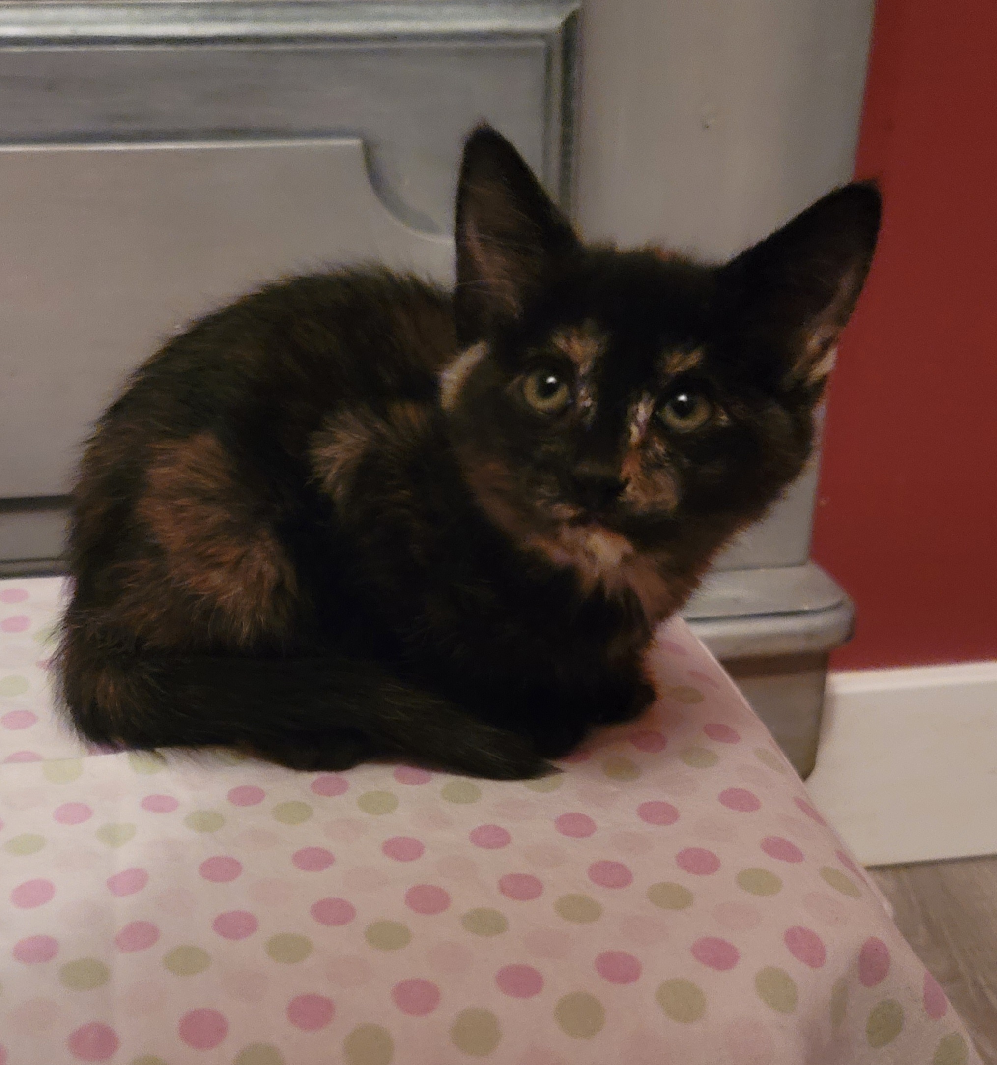 Picture of the Animal Listed