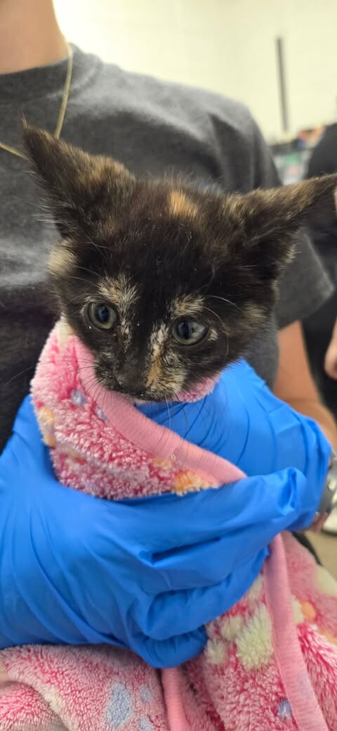 Picture of the Animal Listed