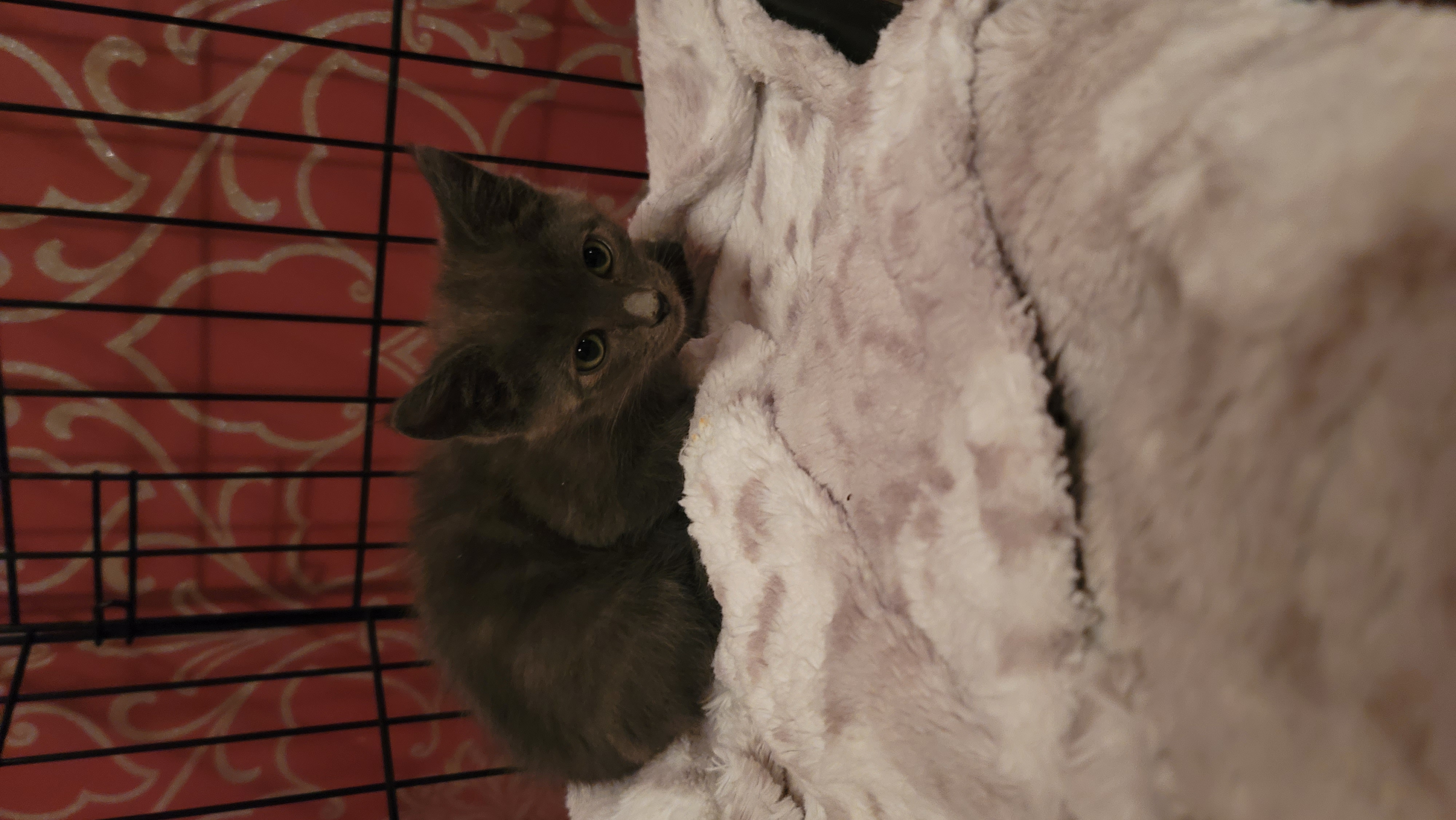 Picture of the Animal Listed