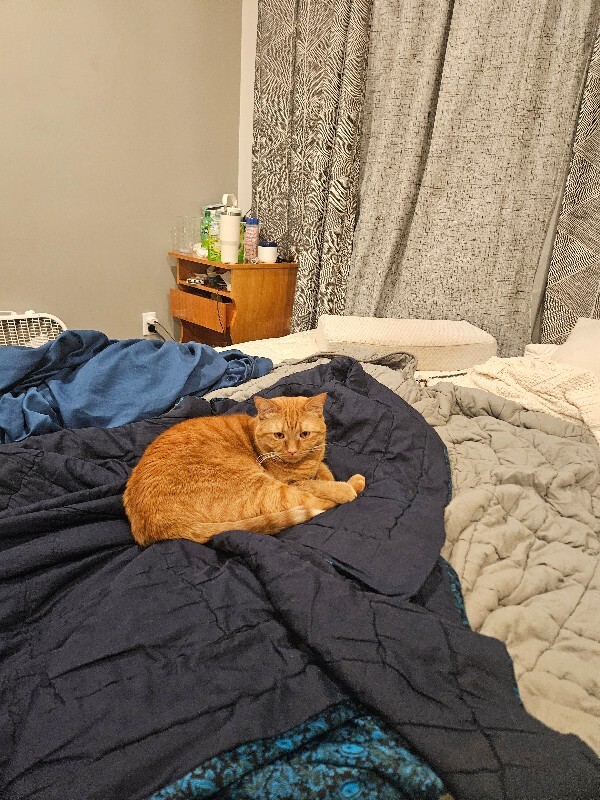 Picture of the Animal Listed
