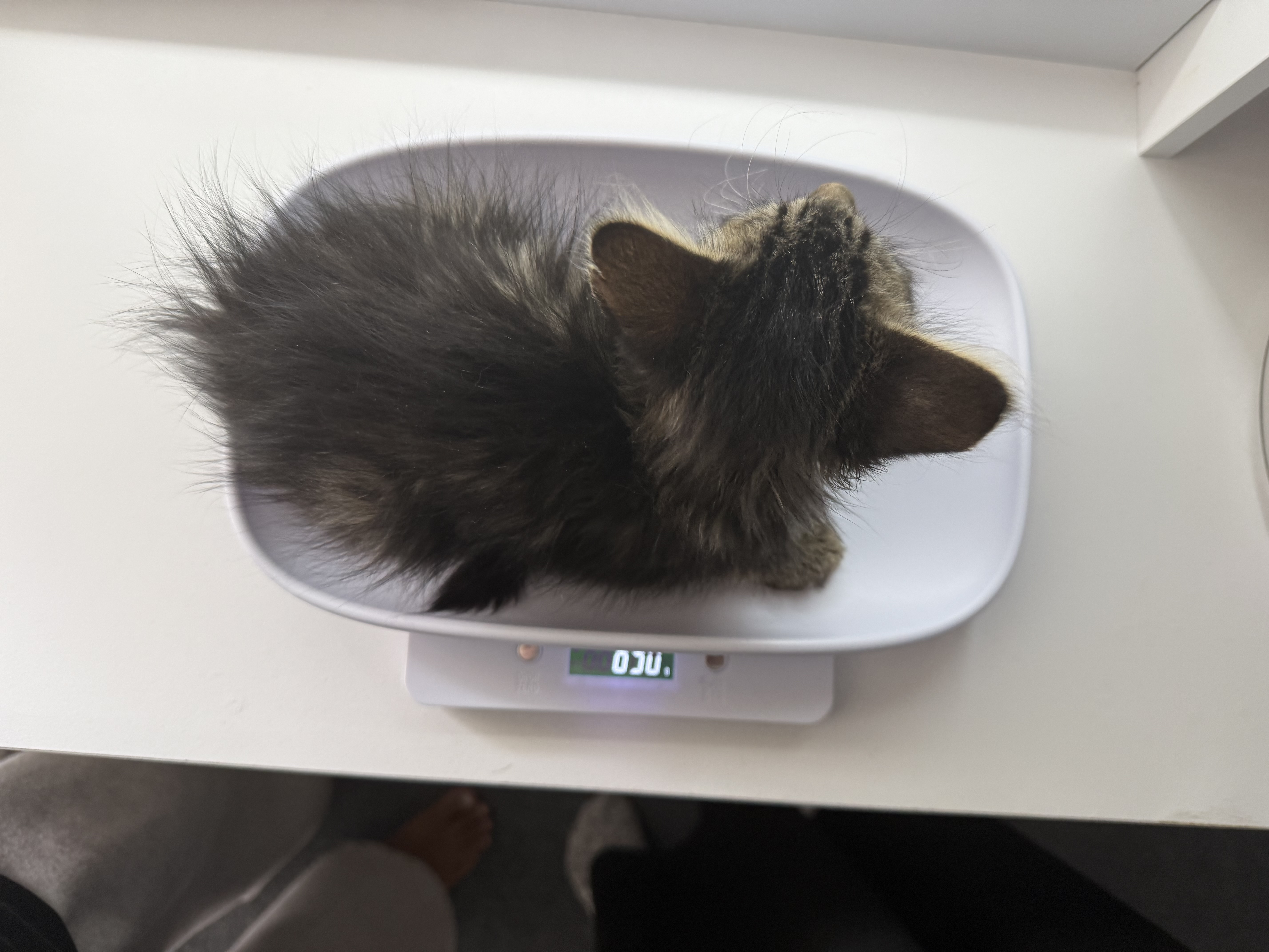 Picture of the Animal Listed