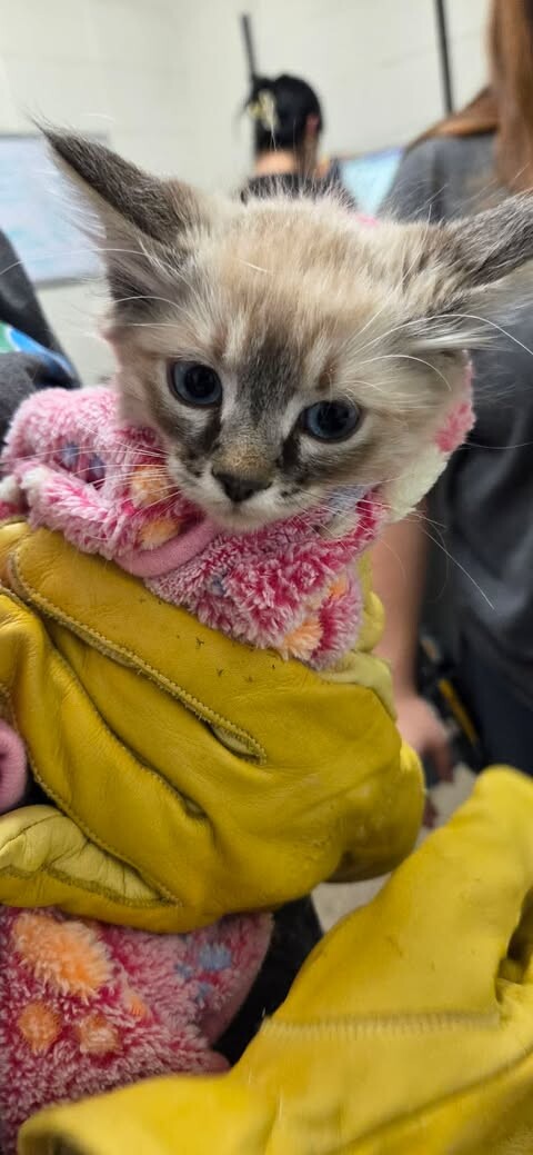 Picture of the Animal Listed