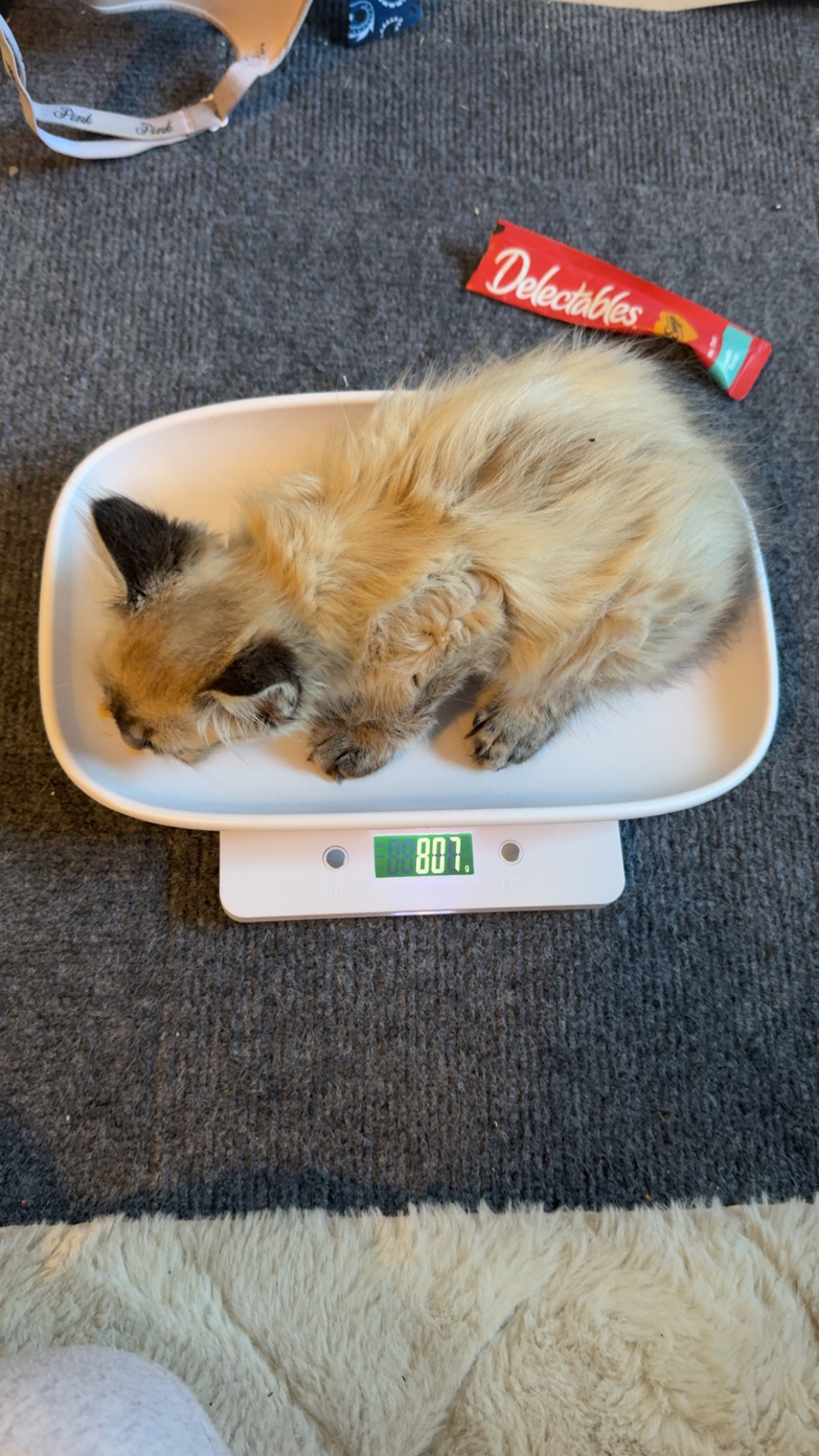 Picture of the Animal Listed