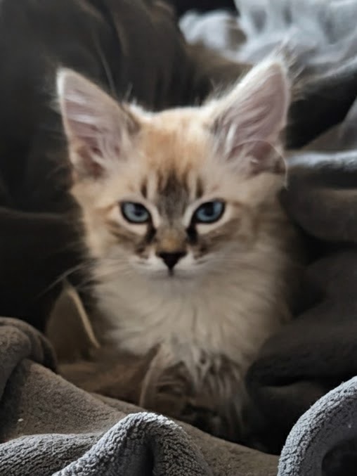 Picture of the Animal Listed
