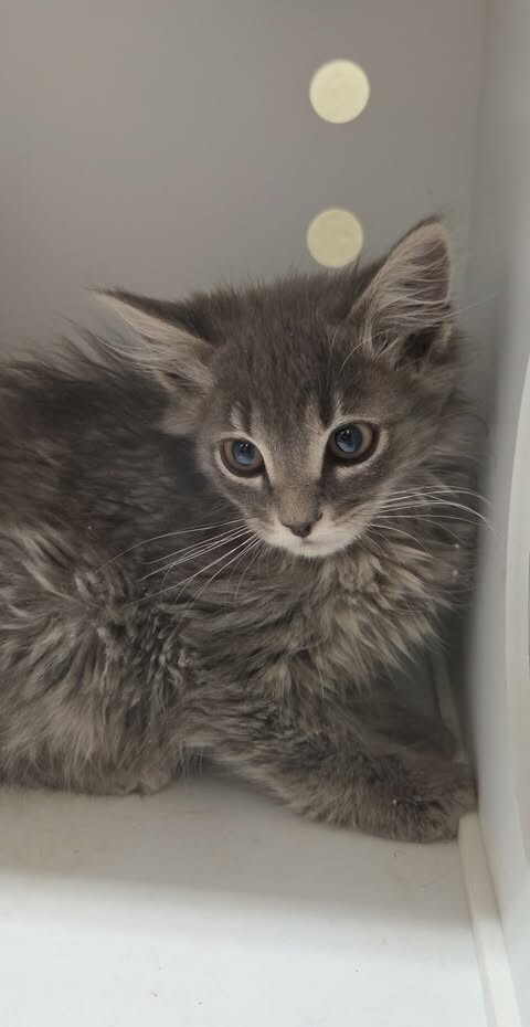 Picture of the Animal Listed