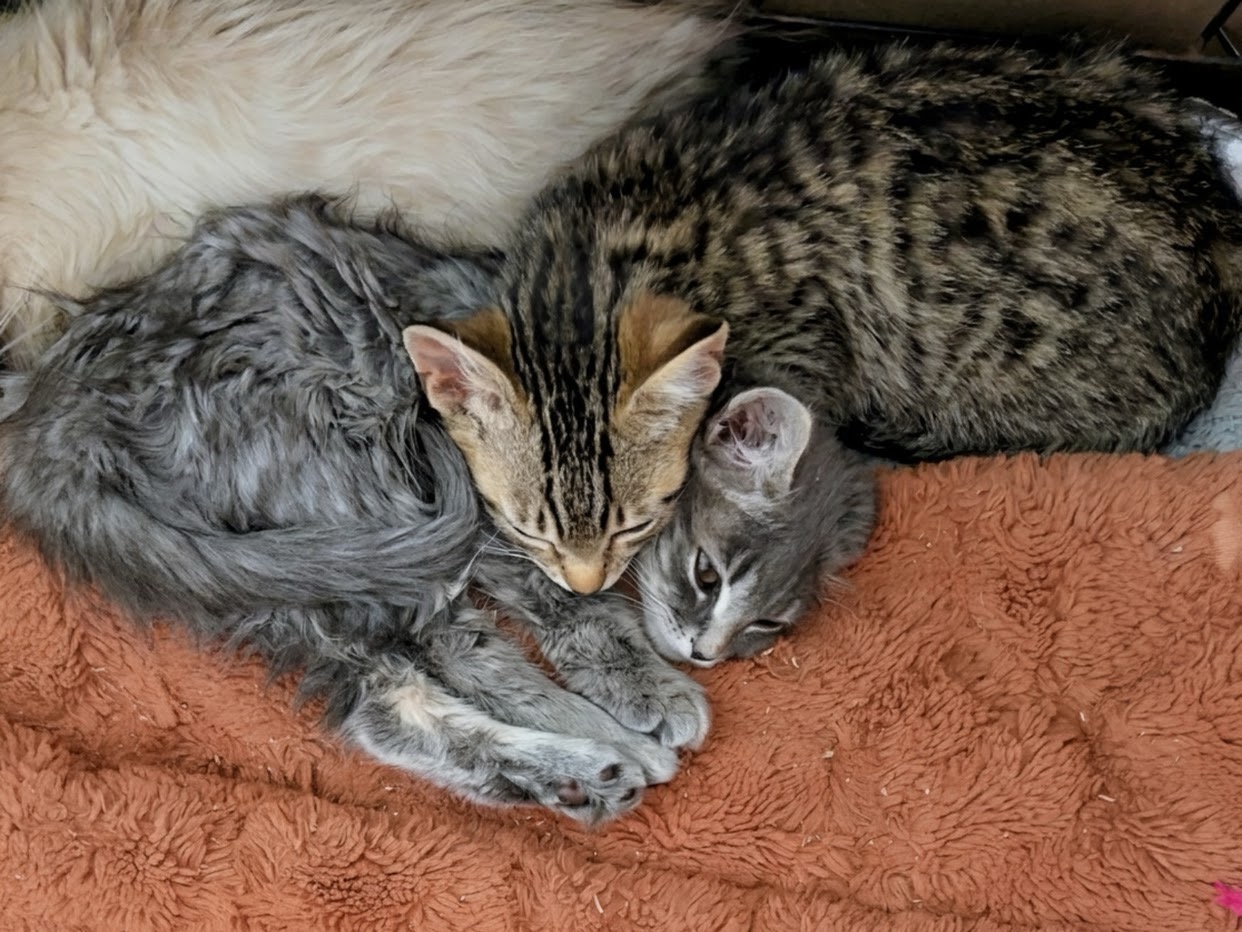 Picture of the Animal Listed