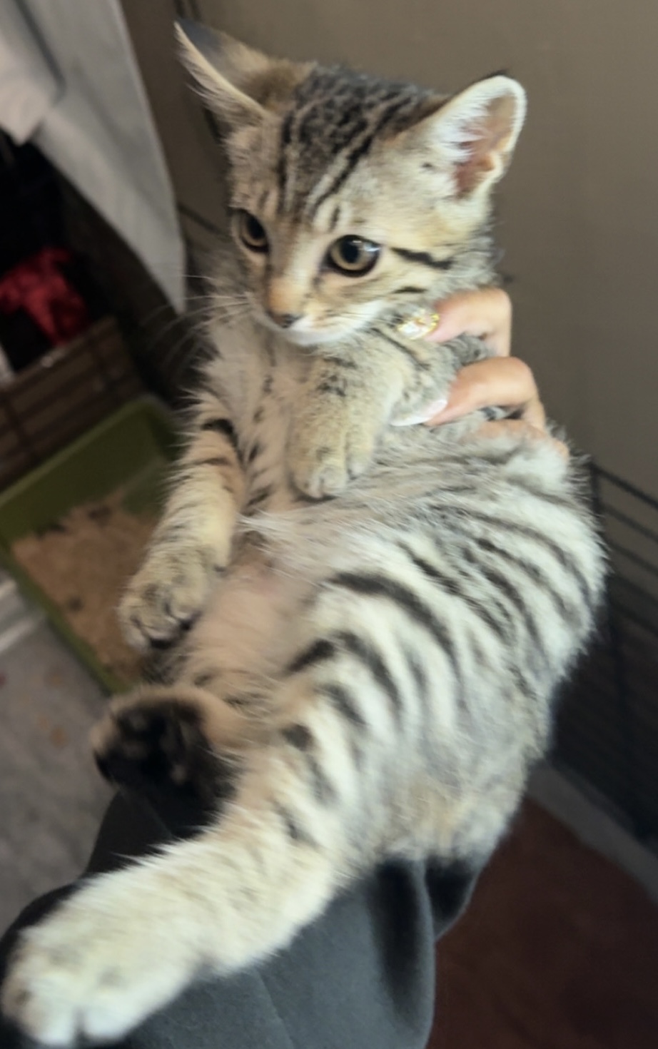 Picture of the Animal Listed