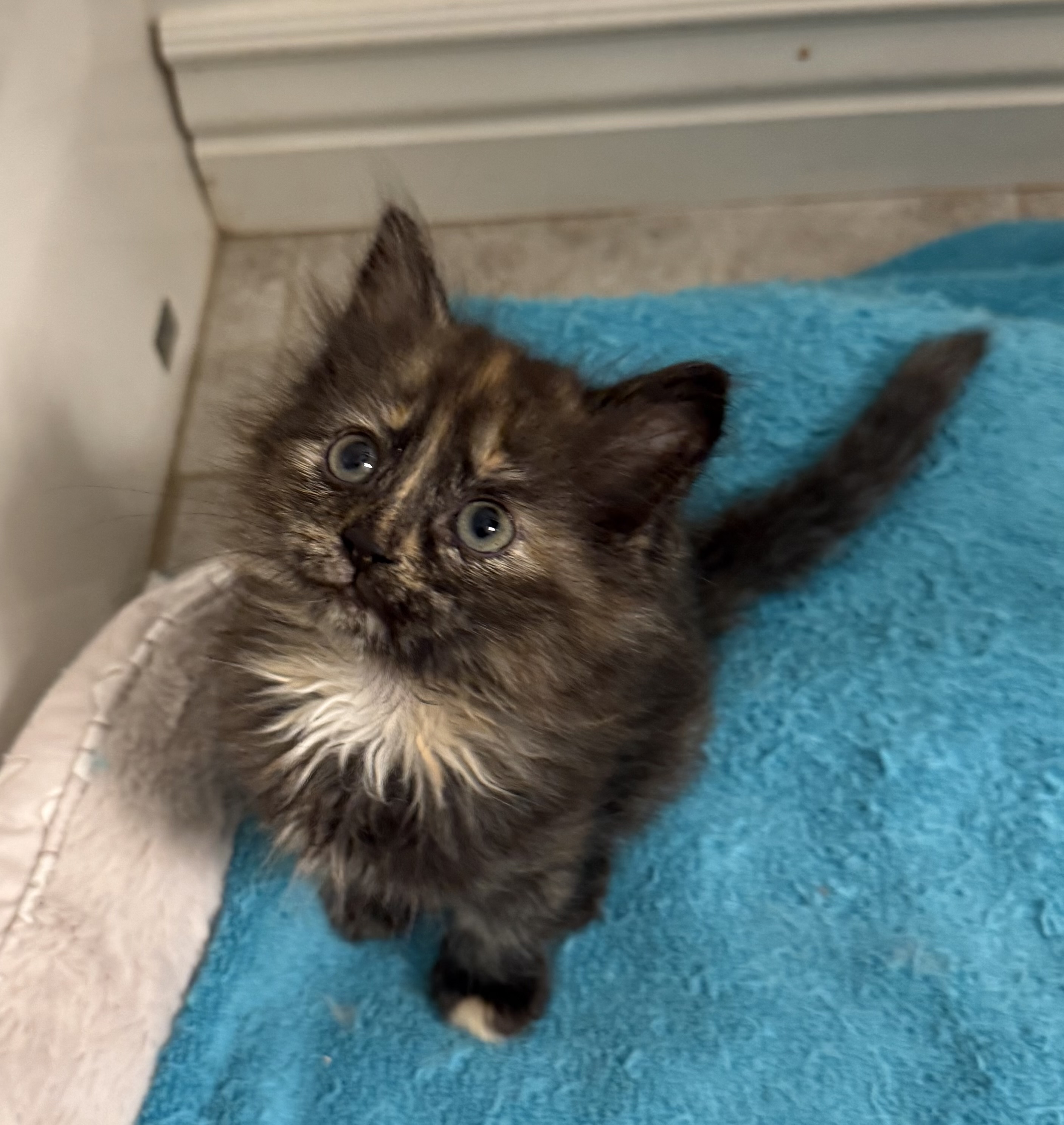 Picture of the Animal Listed