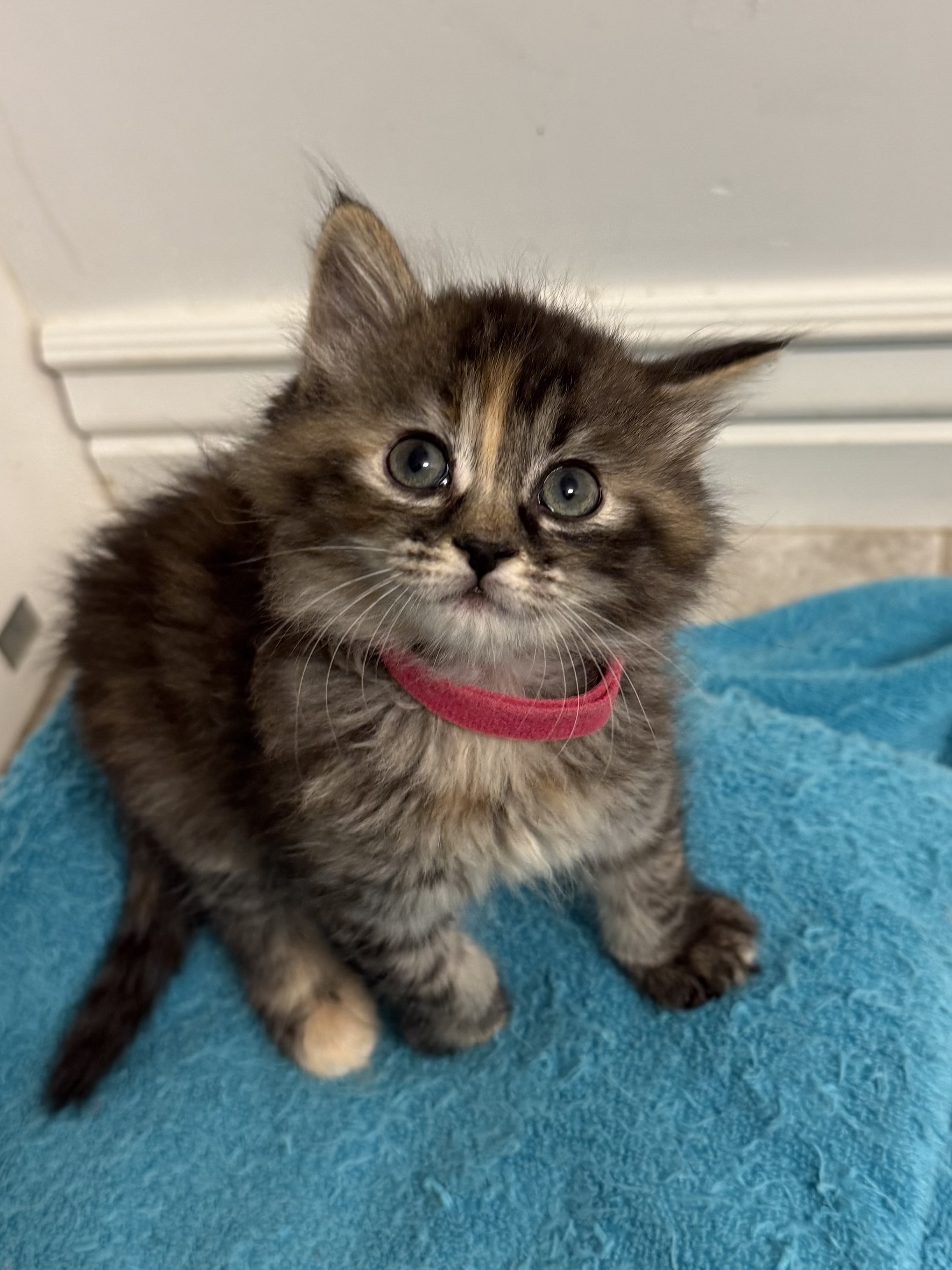 Picture of the Animal Listed