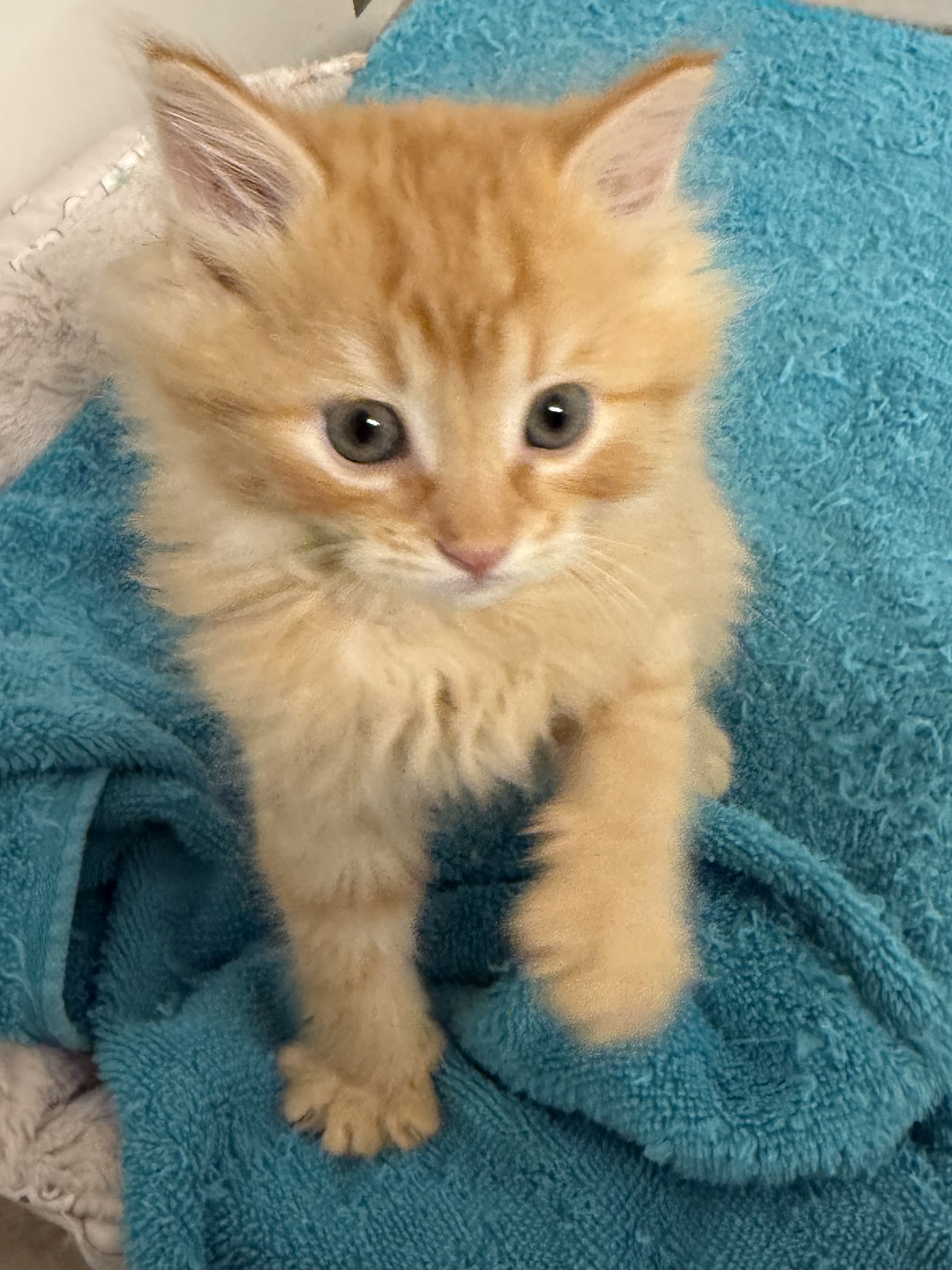 Picture of the Animal Listed