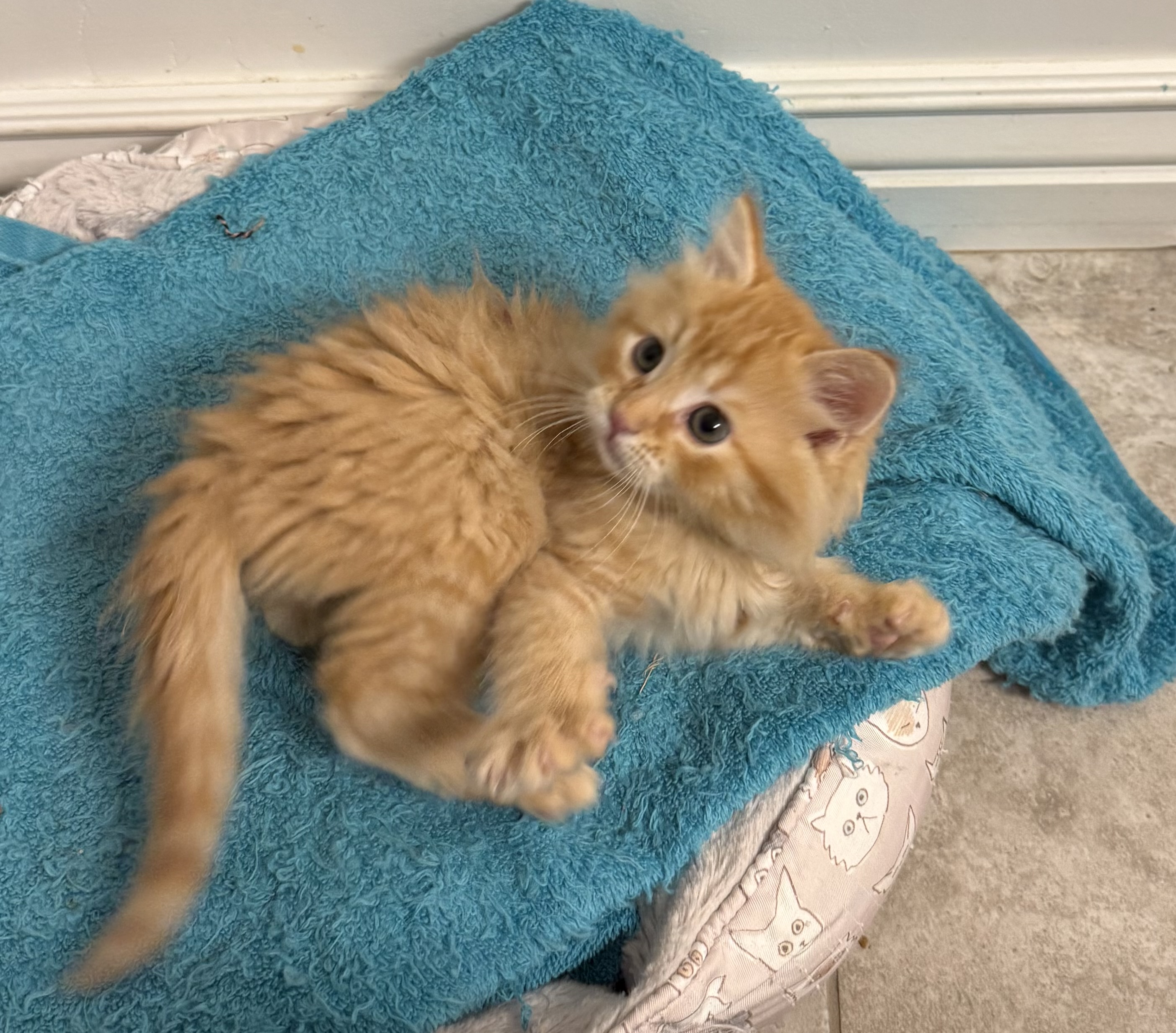 Picture of the Animal Listed