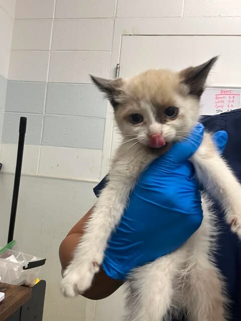 Picture of the Animal Listed