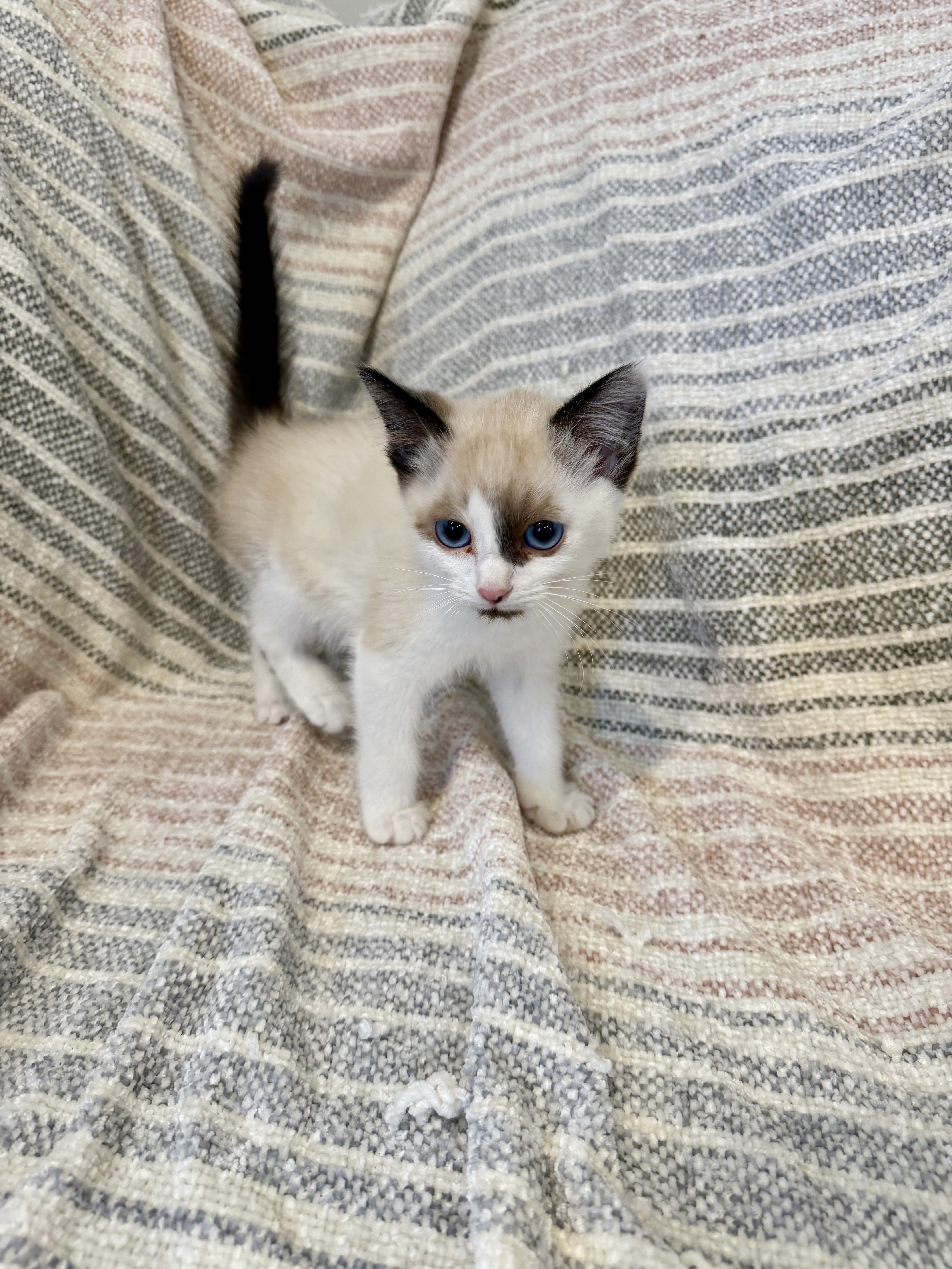 Picture of the Animal Listed