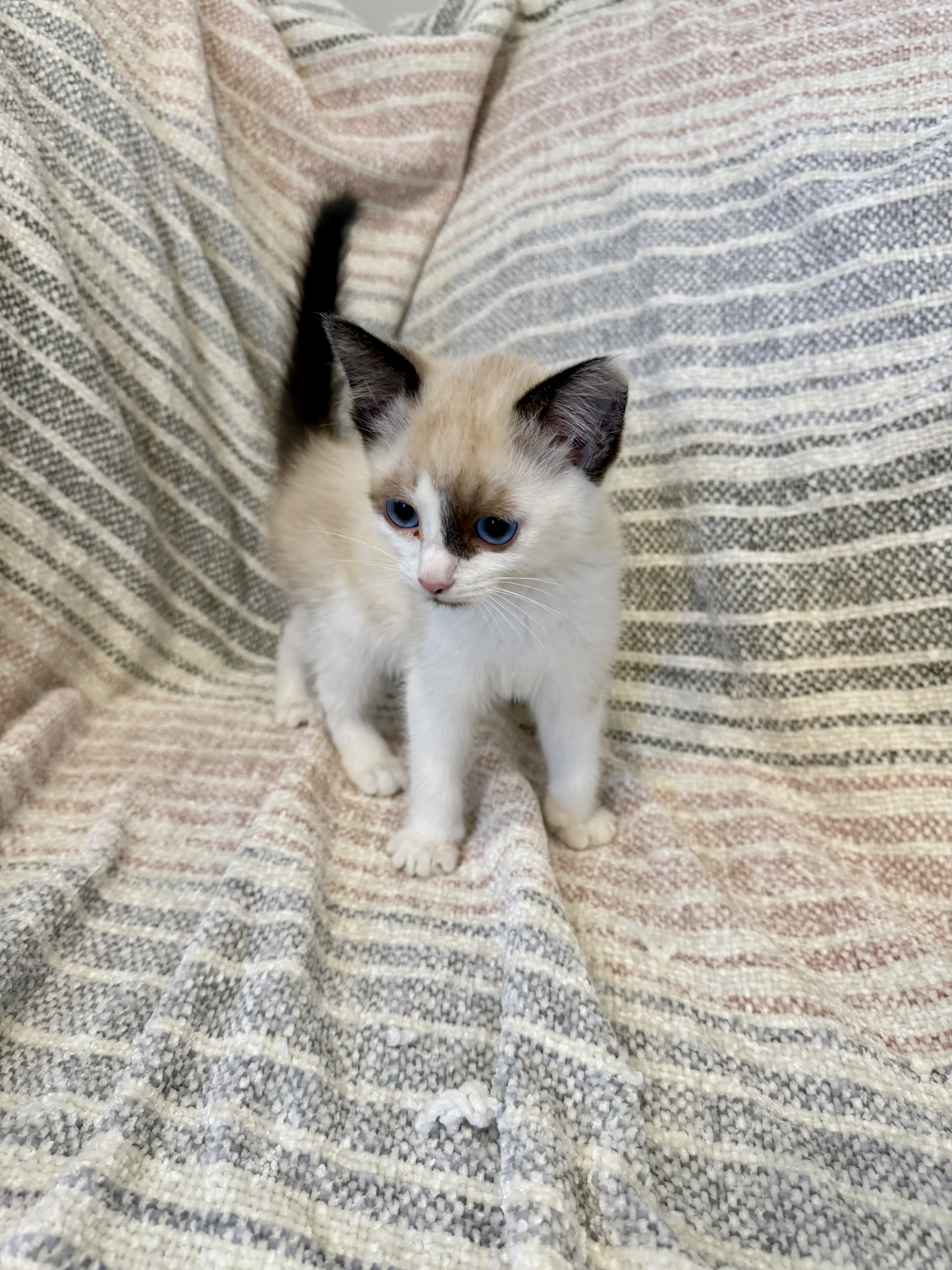 Picture of the Animal Listed