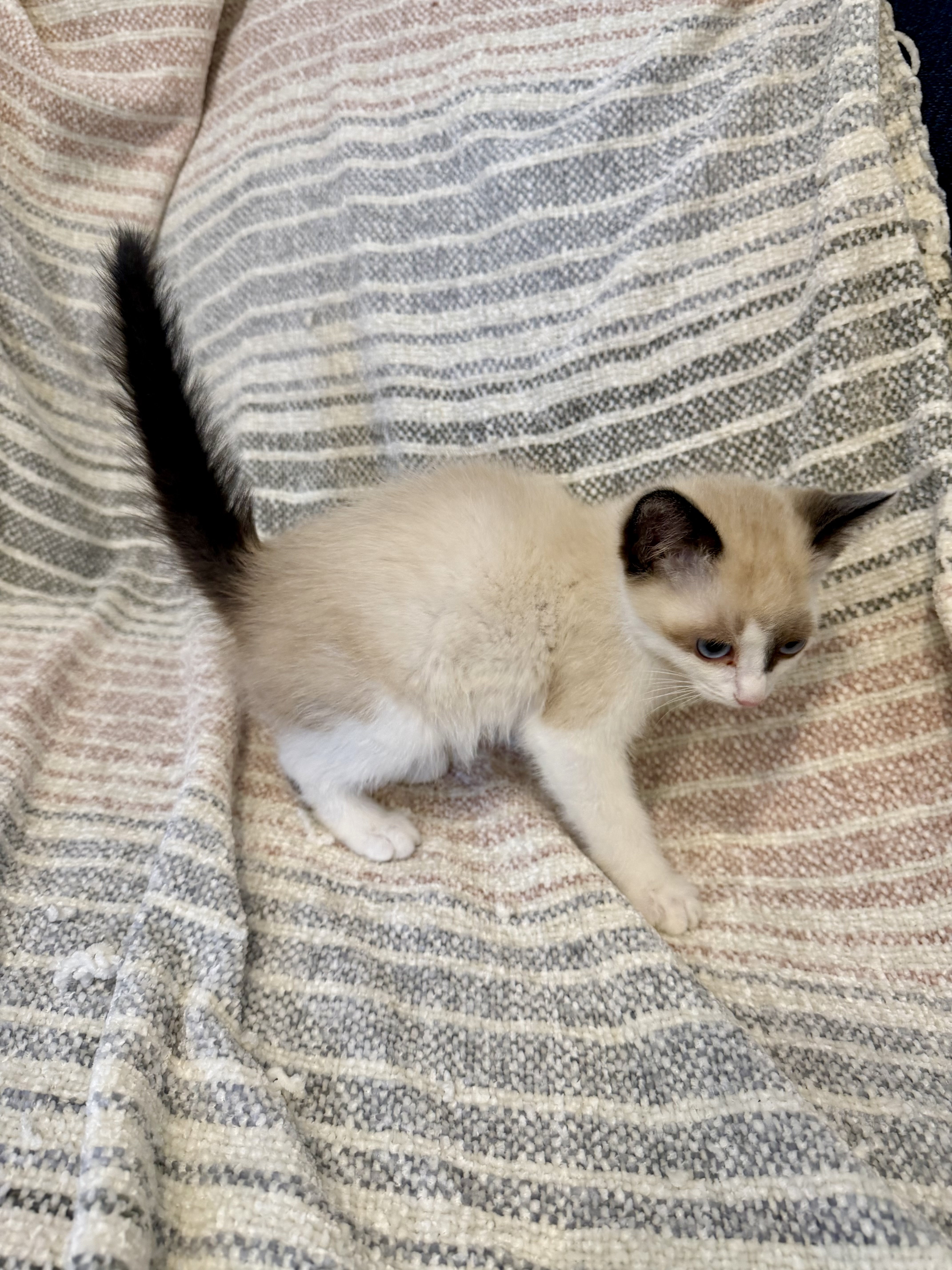 Picture of the Animal Listed