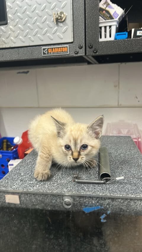 Picture of the Animal Listed