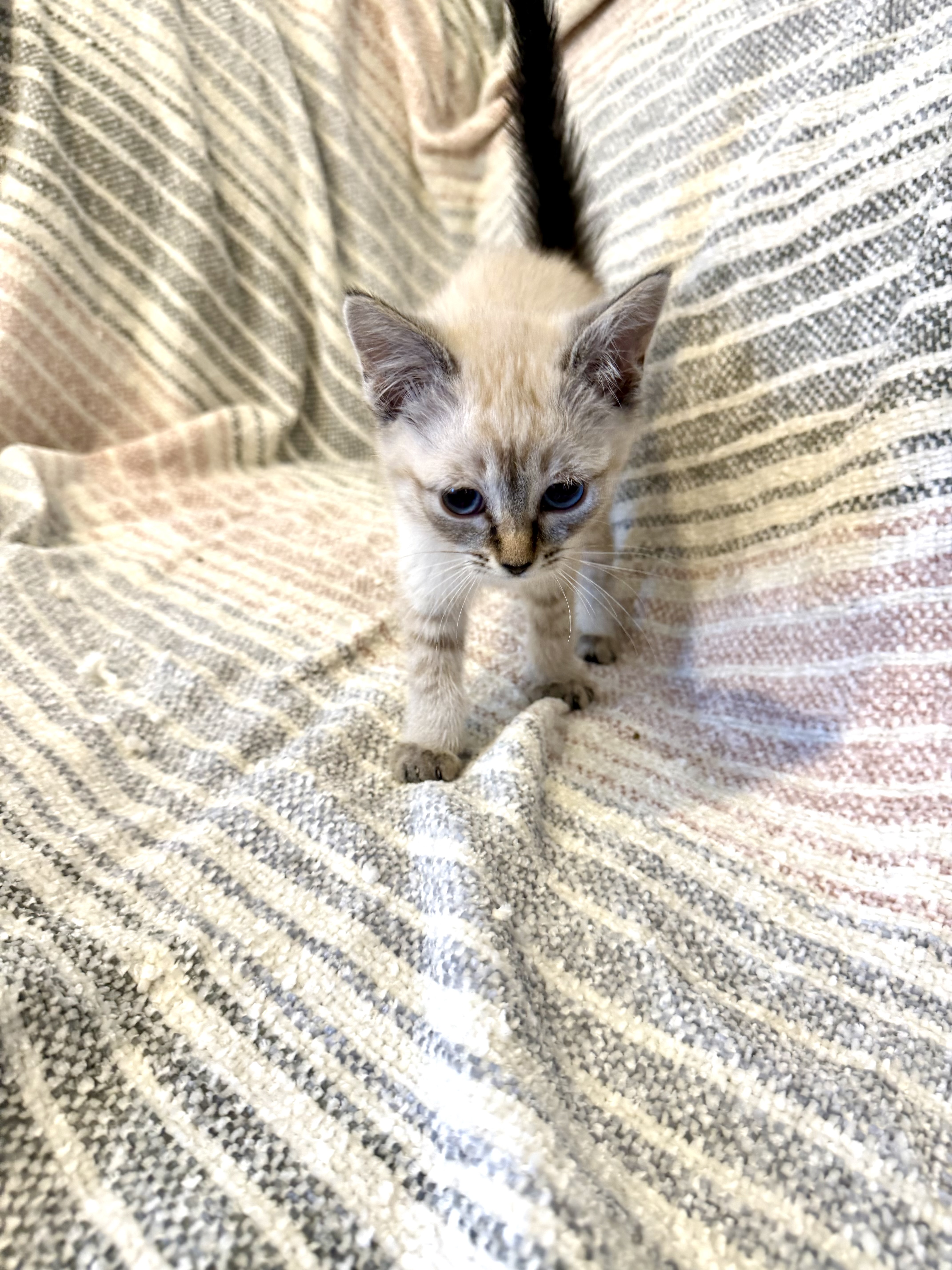 Picture of the Animal Listed