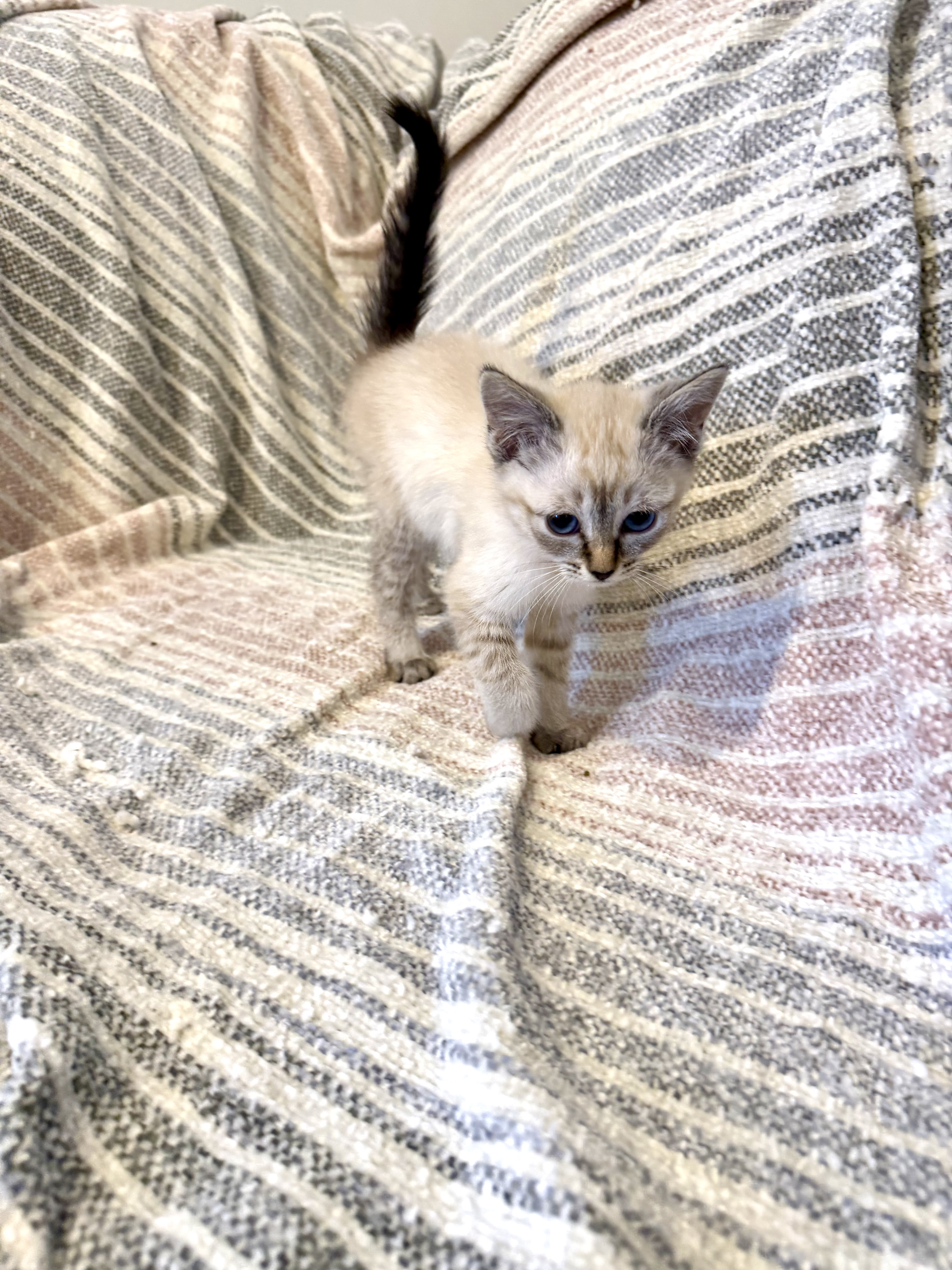 Picture of the Animal Listed