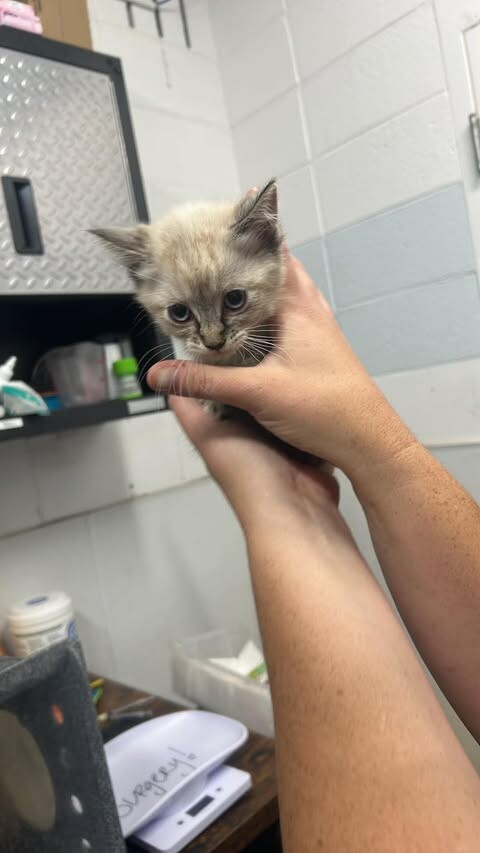 Picture of the Animal Listed