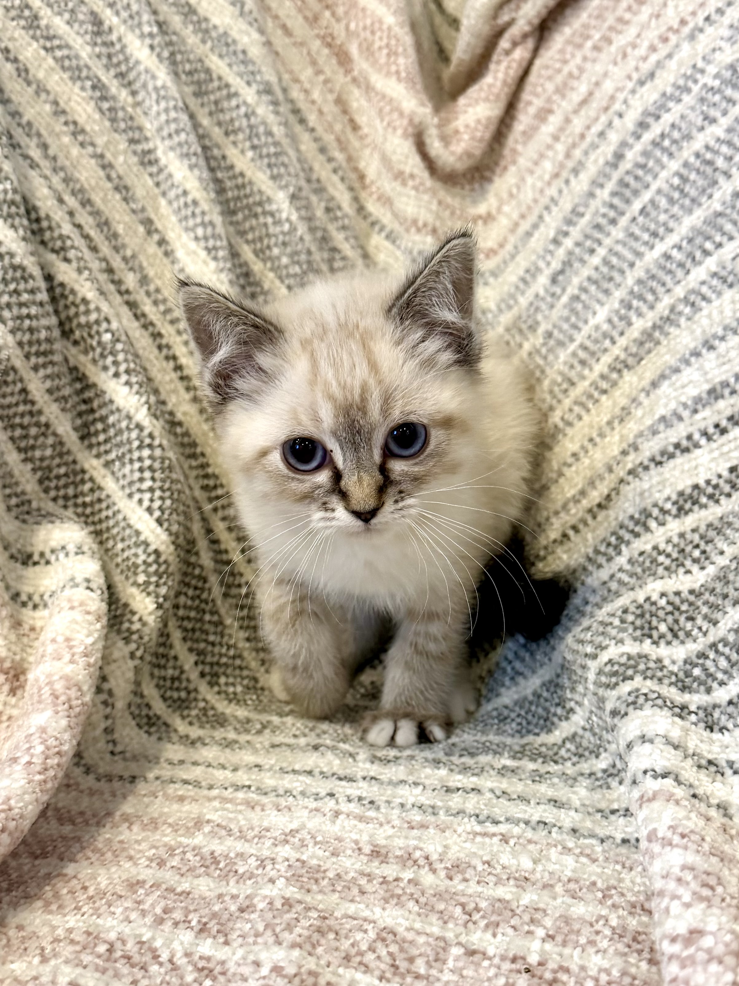 Picture of the Animal Listed