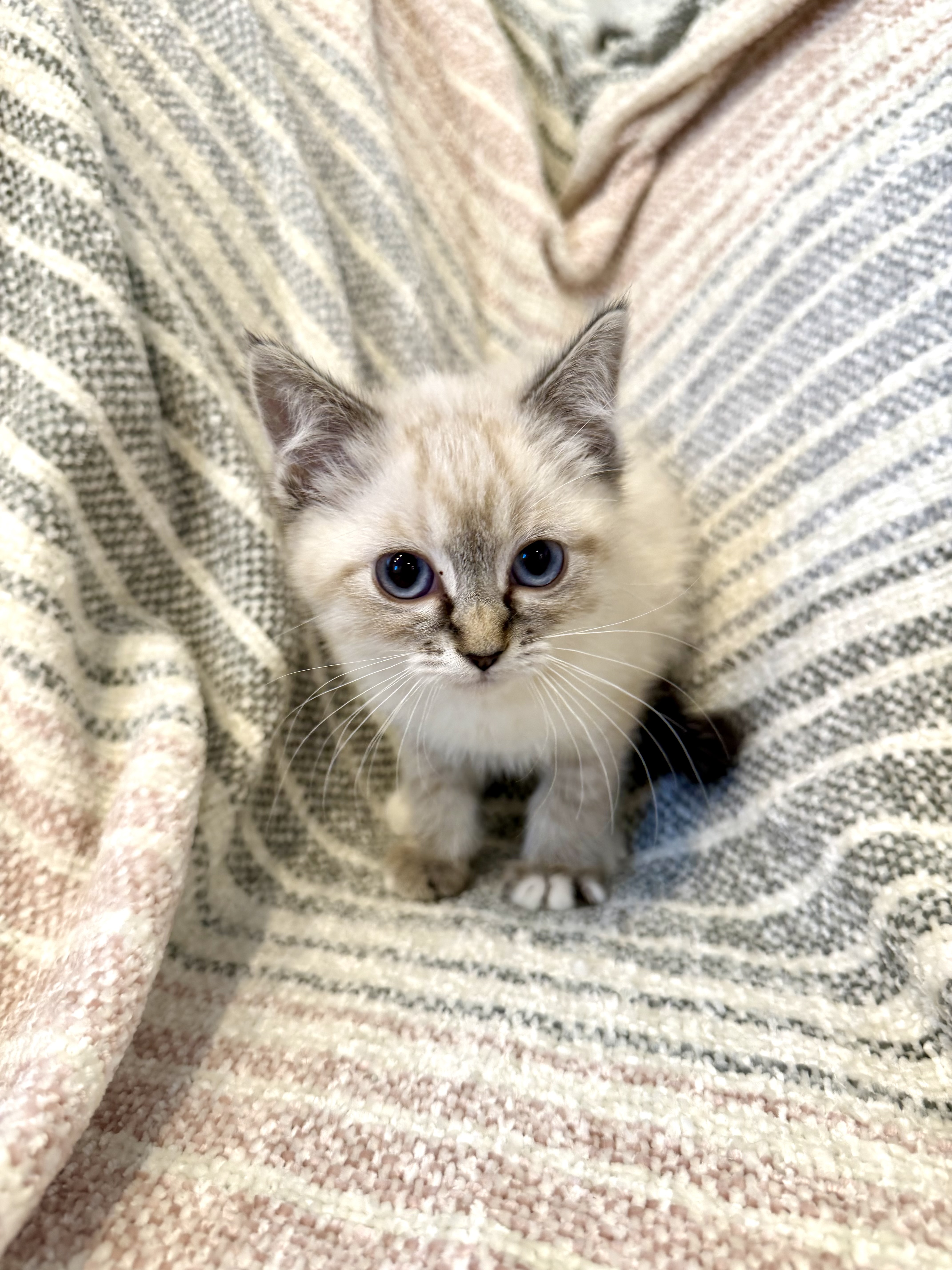 Picture of the Animal Listed