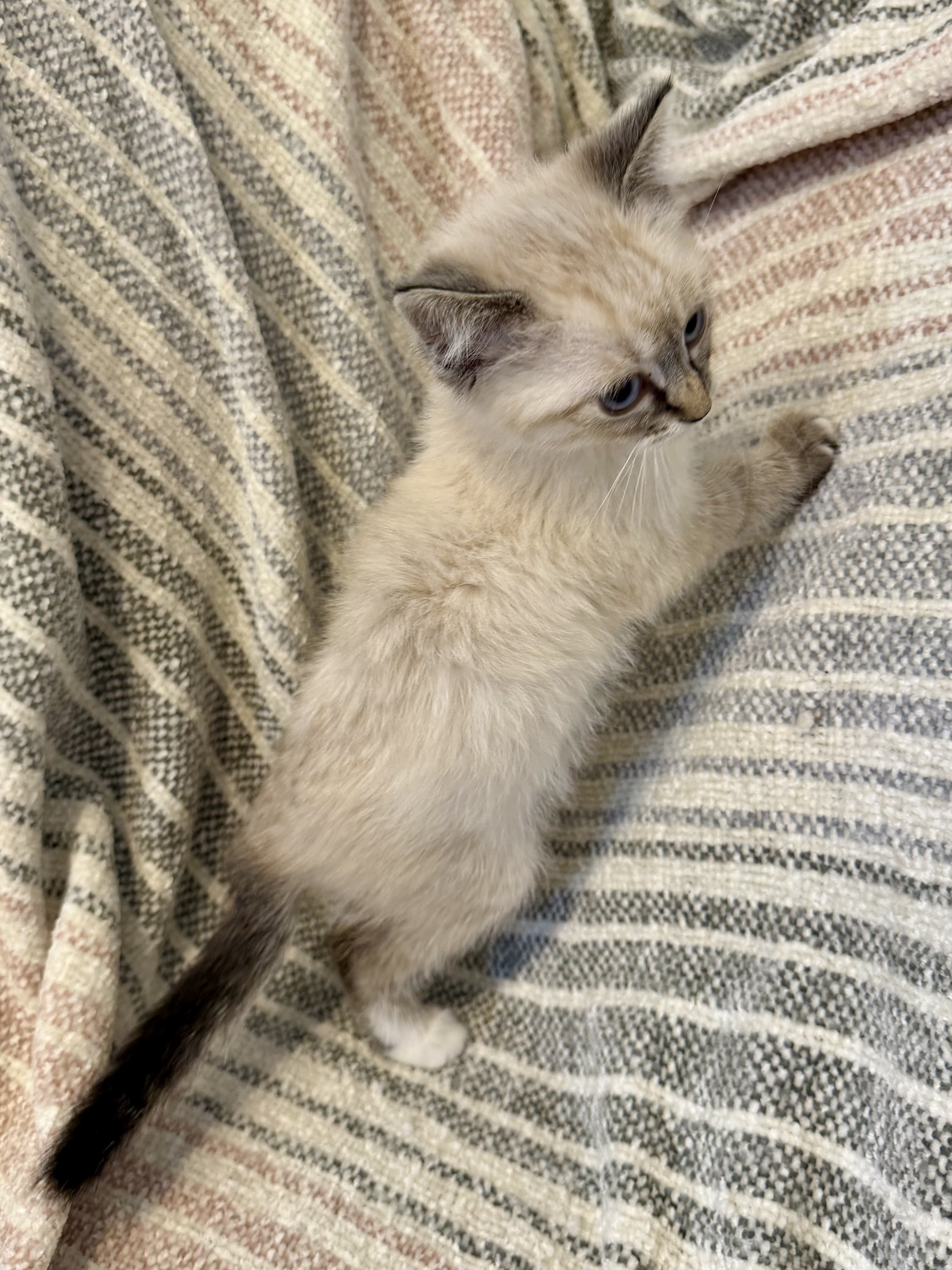 Picture of the Animal Listed