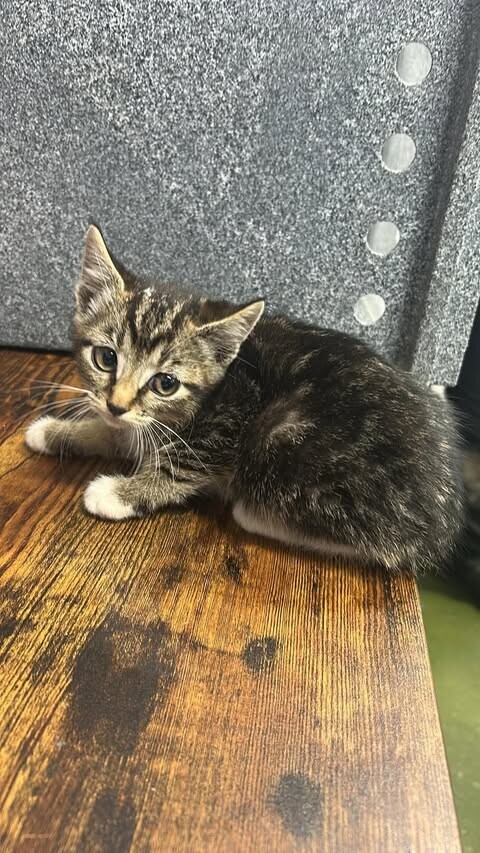 Picture of the Animal Listed