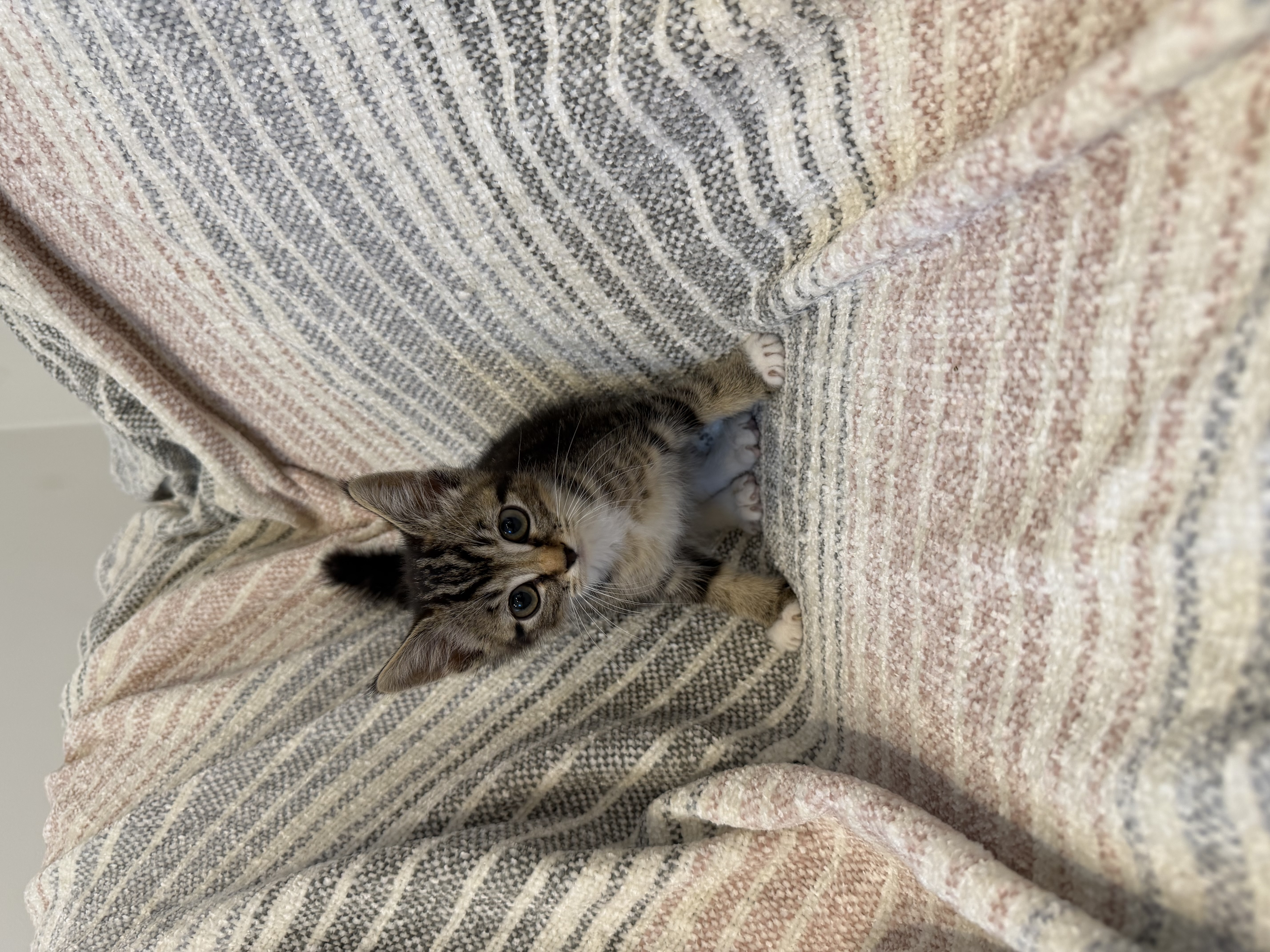 Picture of the Animal Listed