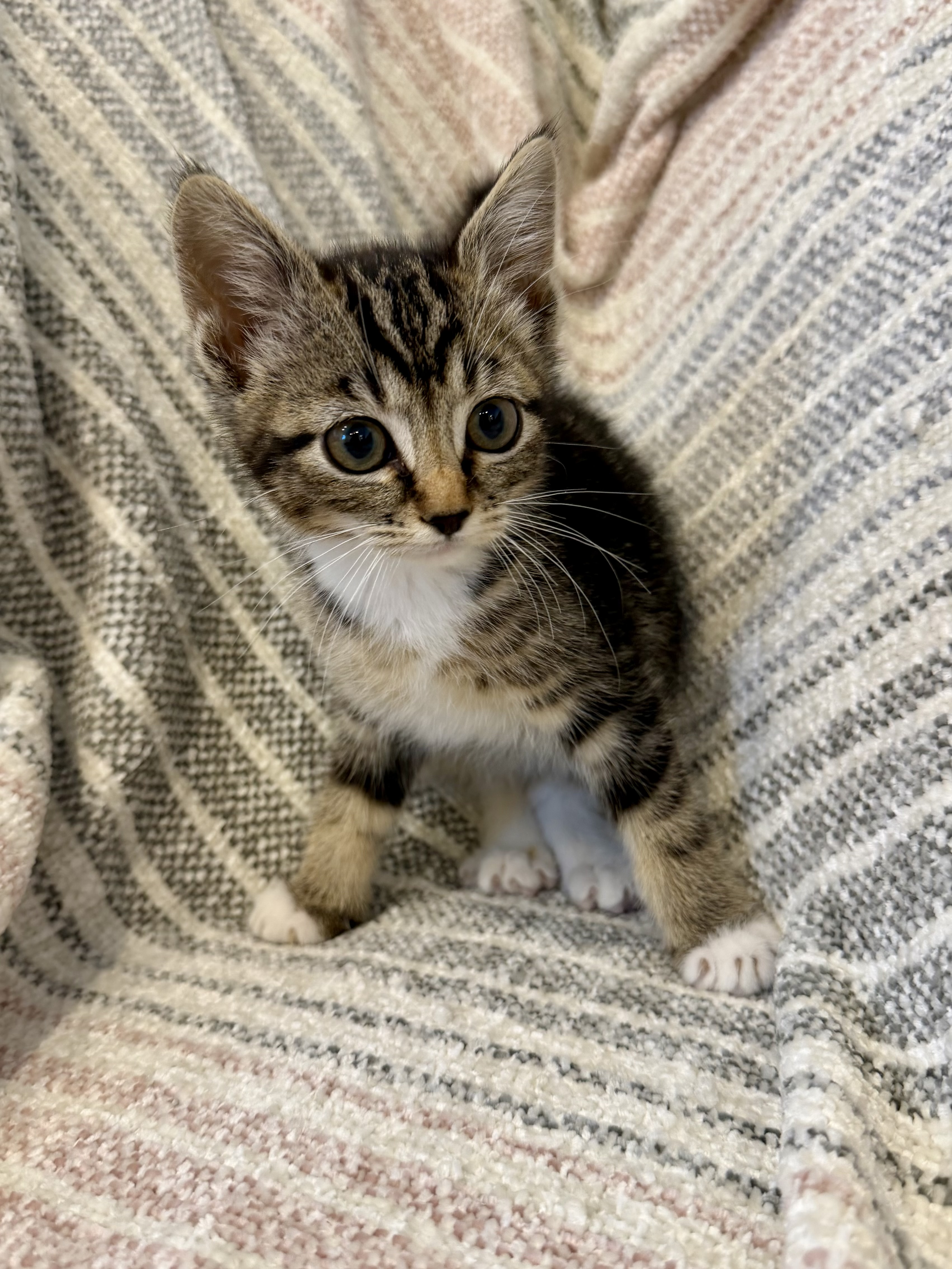 Picture of the Animal Listed