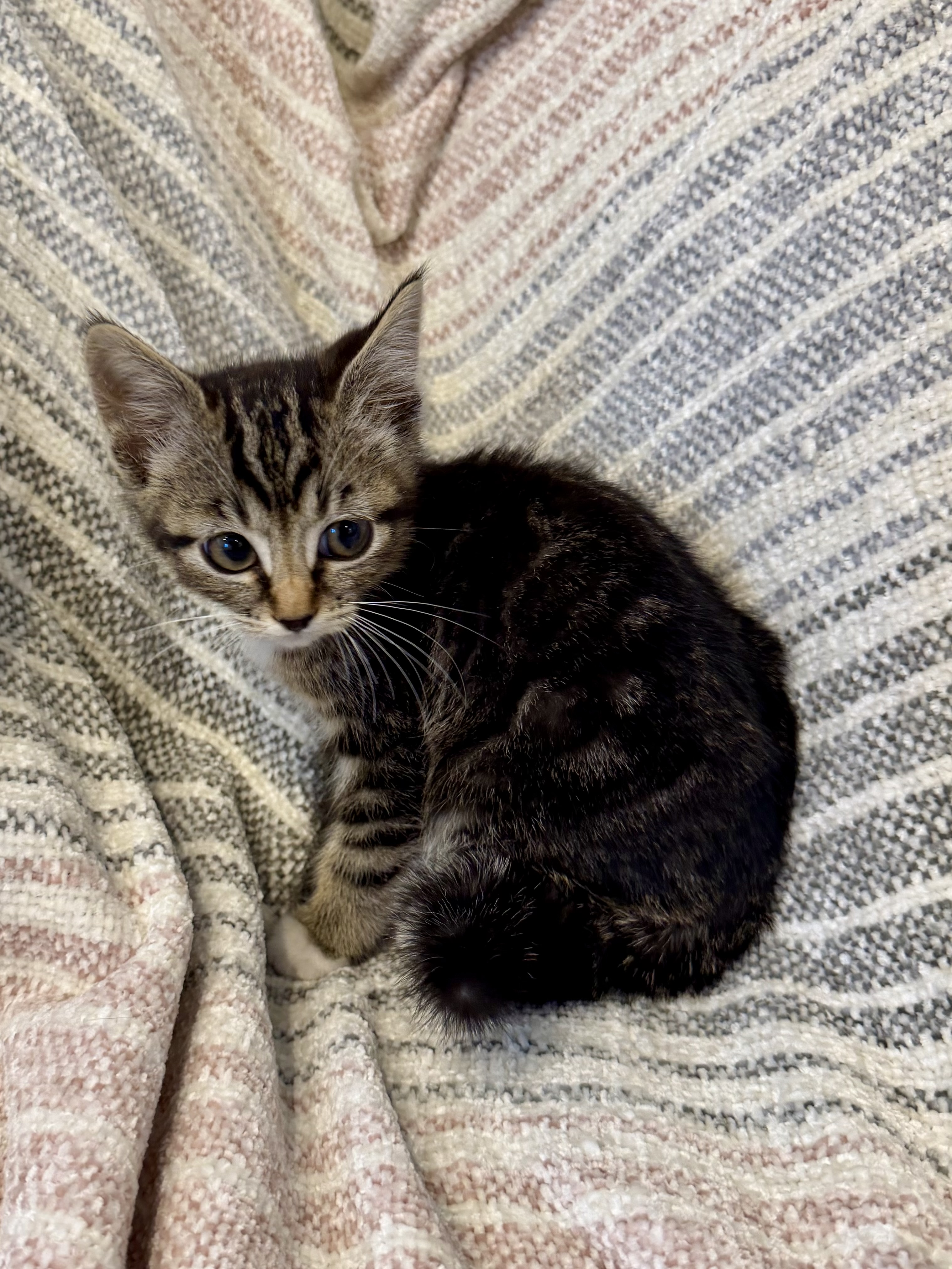 Picture of the Animal Listed