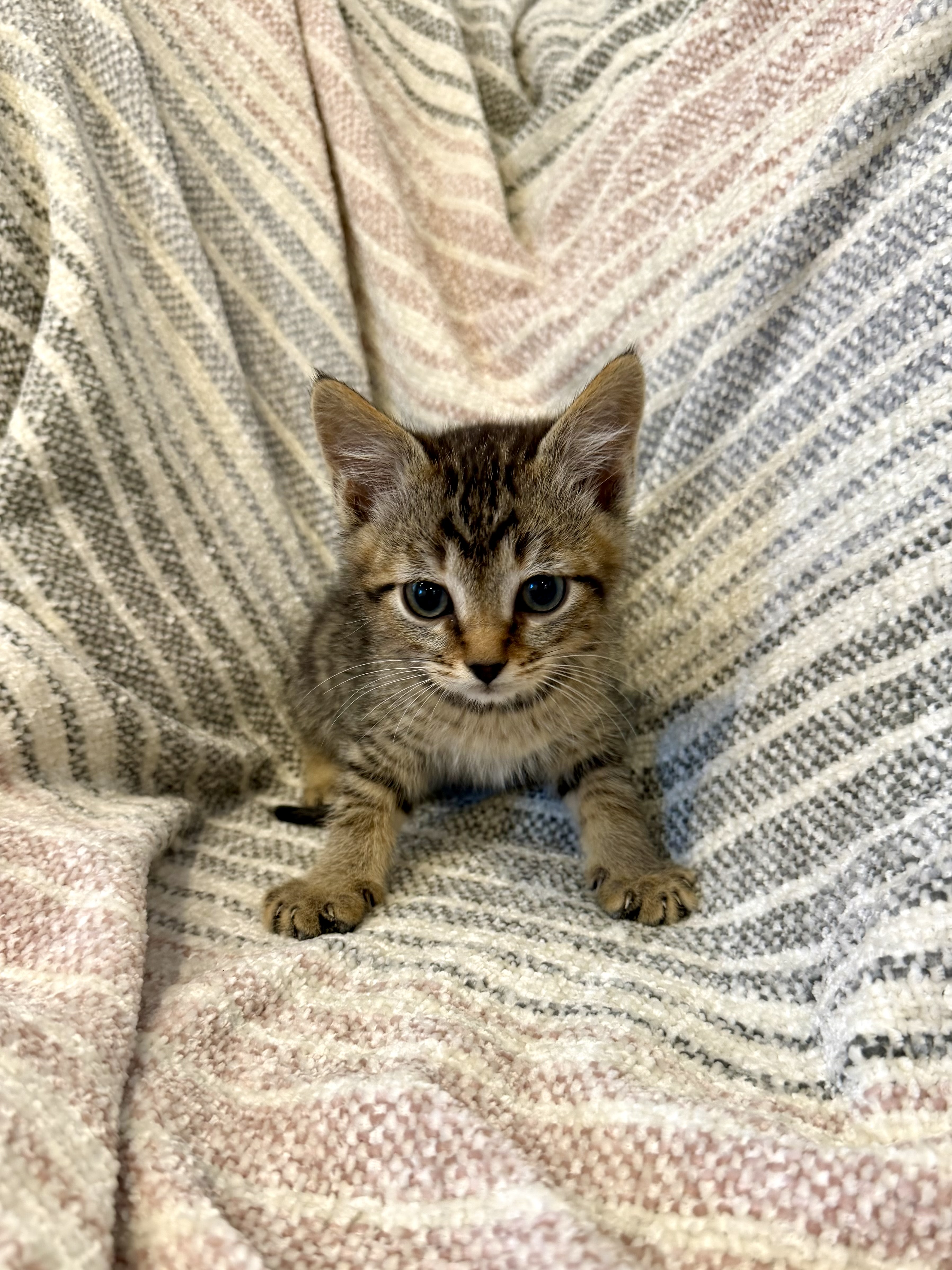Picture of the Animal Listed
