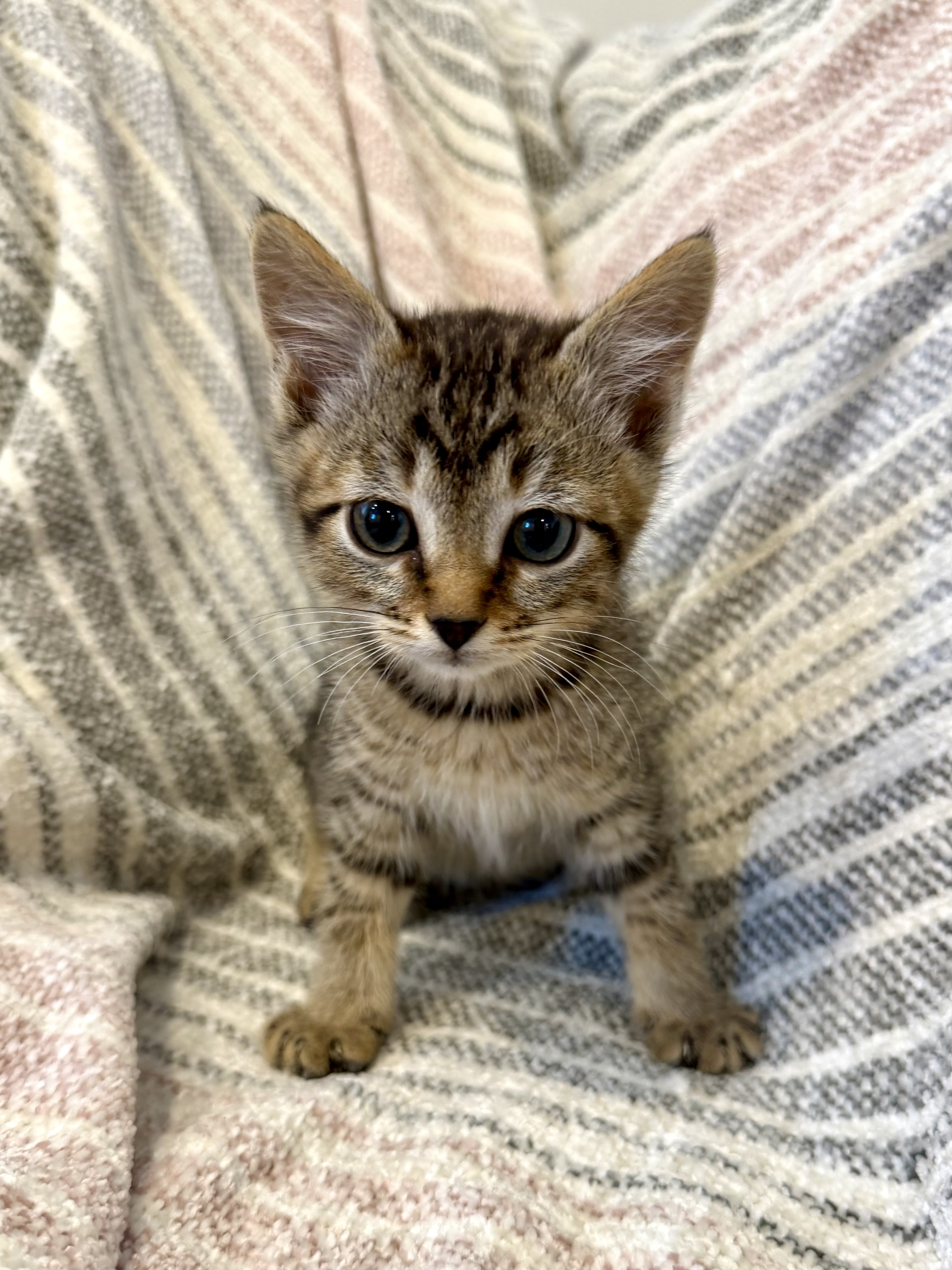 Picture of the Animal Listed