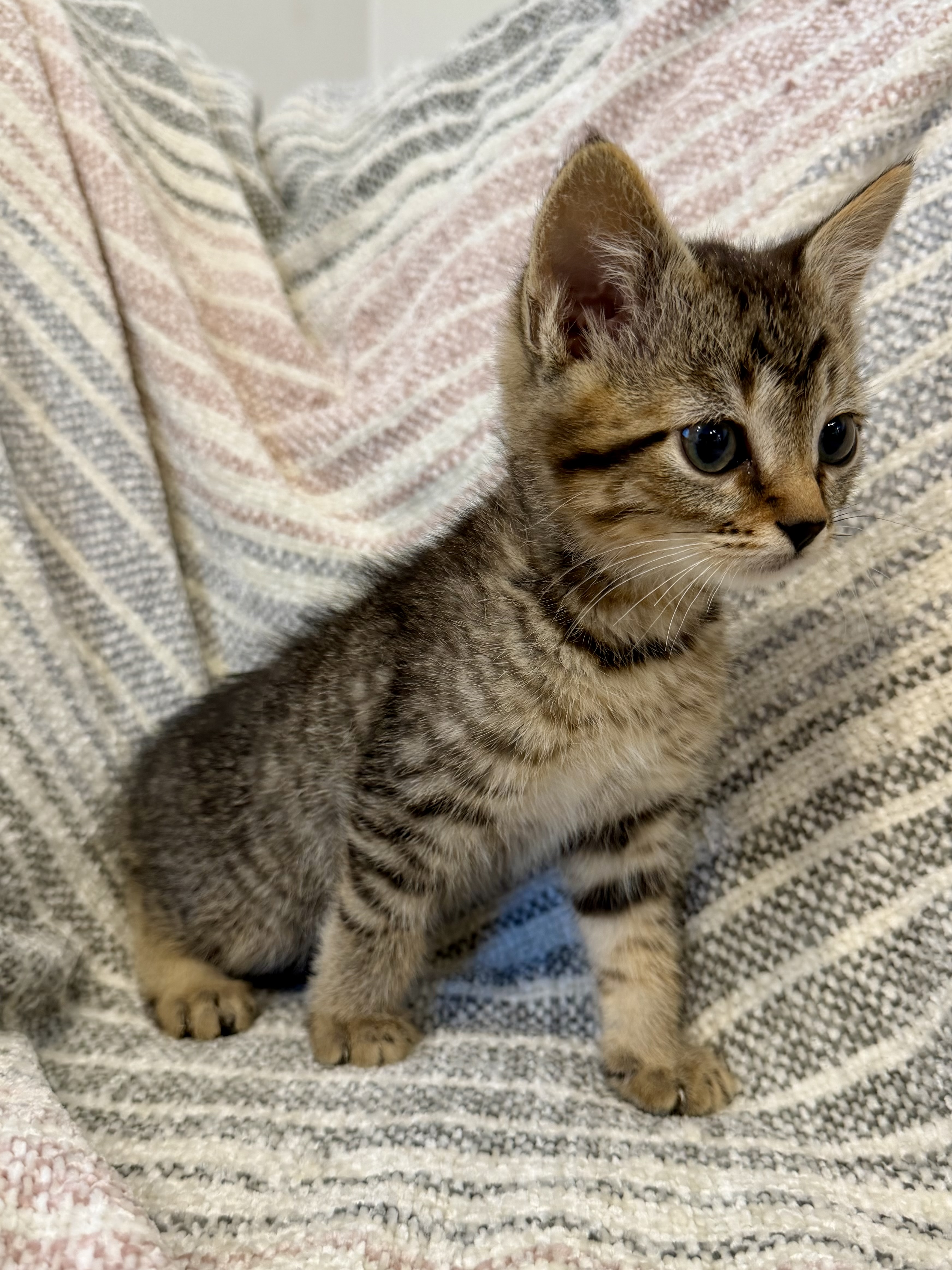 Picture of the Animal Listed