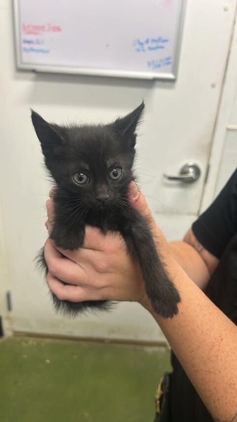 Picture of the Animal Listed