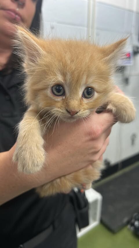 Picture of the Animal Listed