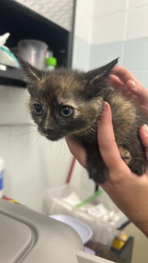 Picture of the Animal Listed