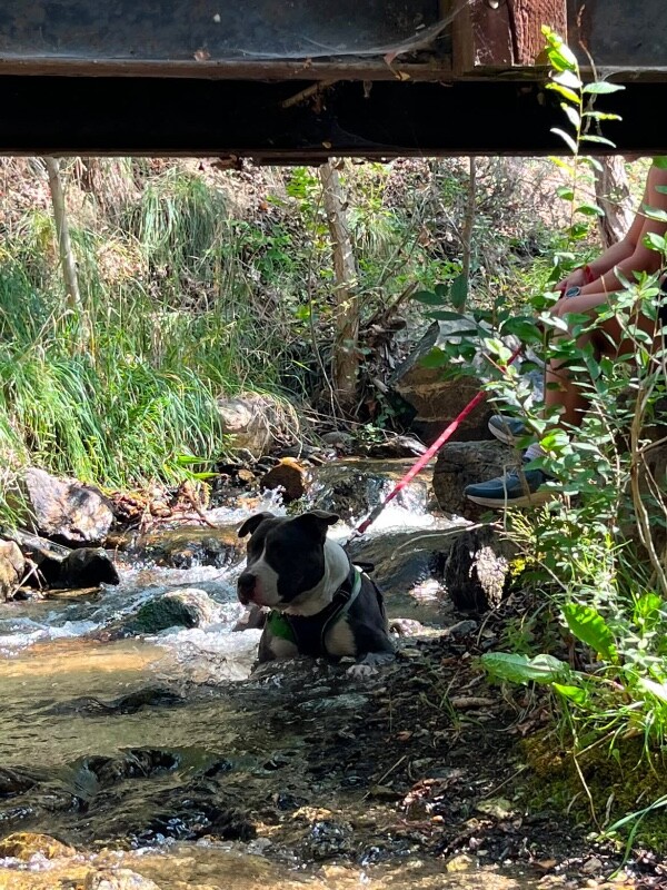 Picture of the Animal Listed